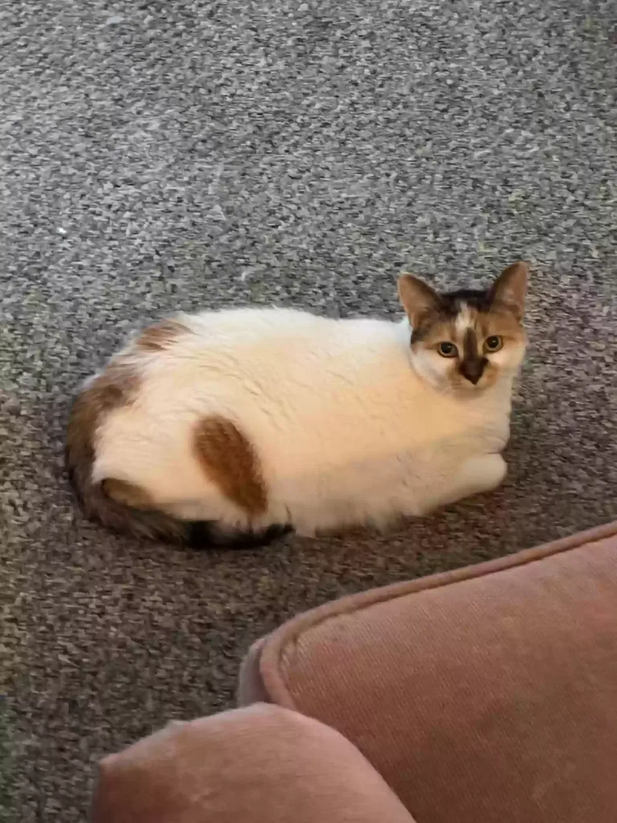 Sweetie, Unknown Cat for adoption in Maumee, OH, 43537