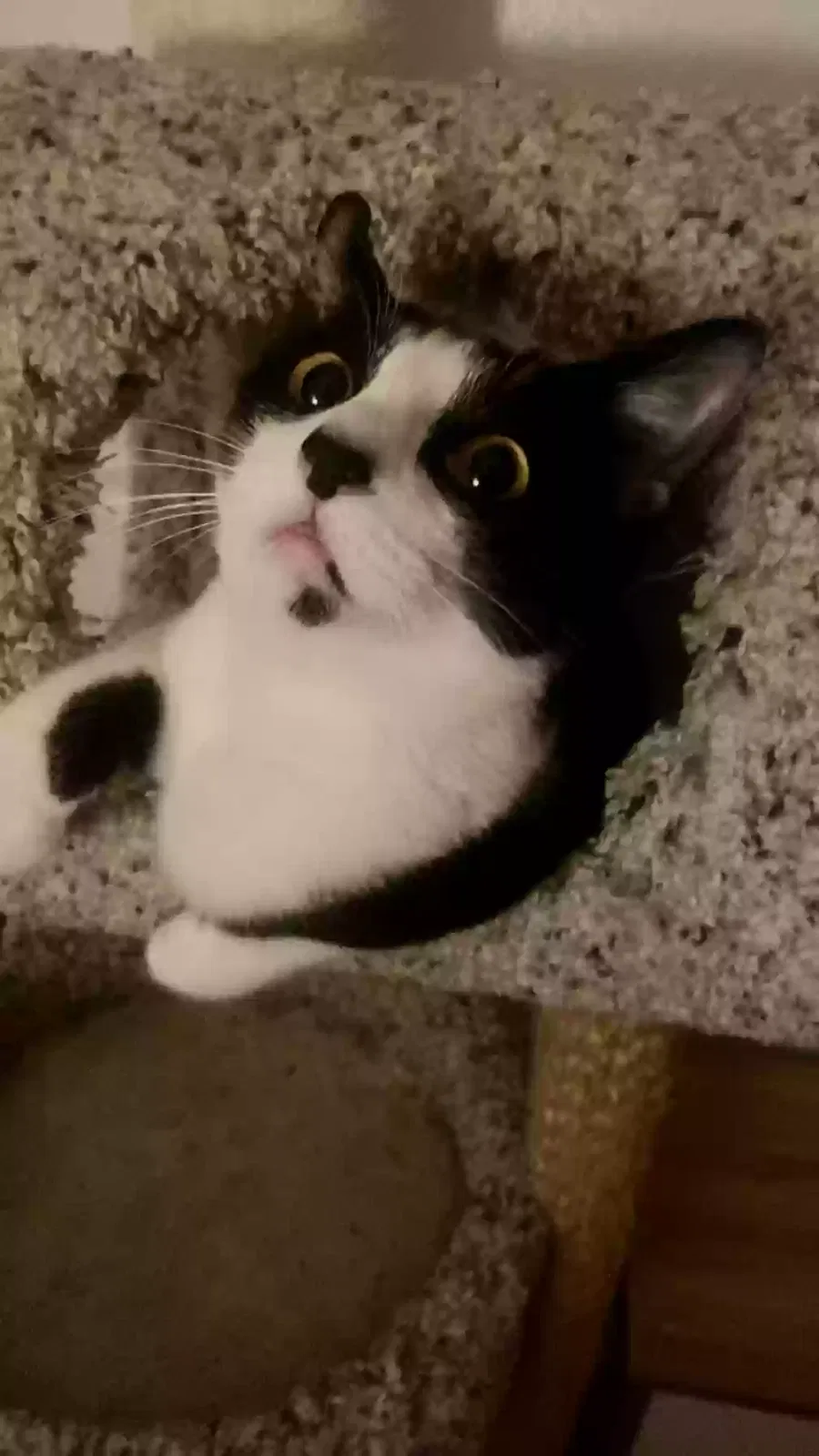 Mr. Darcy, Tuxedo Cat for adoption in Carrollton, GA, 30117