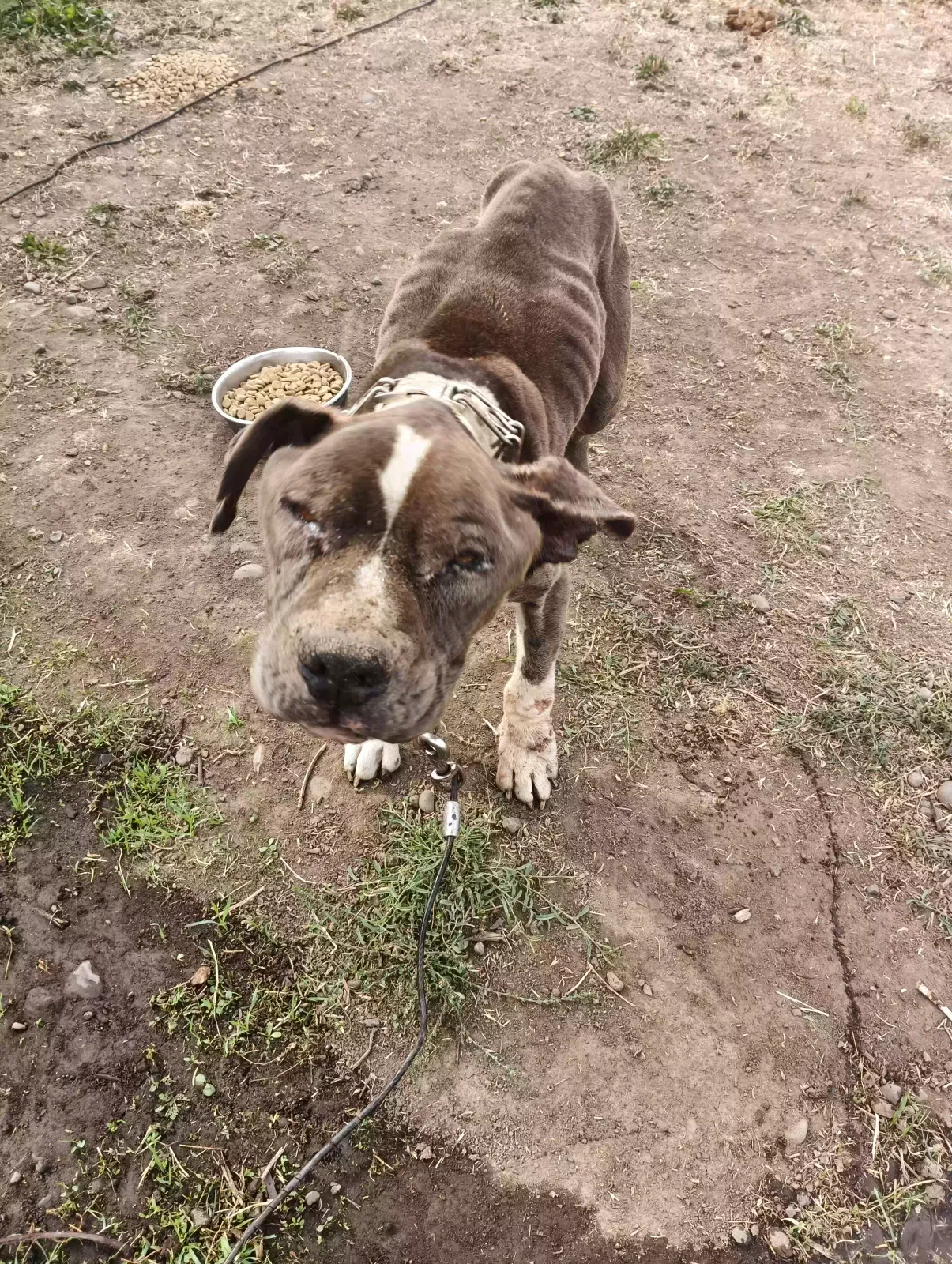 Chong, Pitbull Dog for adoption in Milton Freewater, OR, 97862