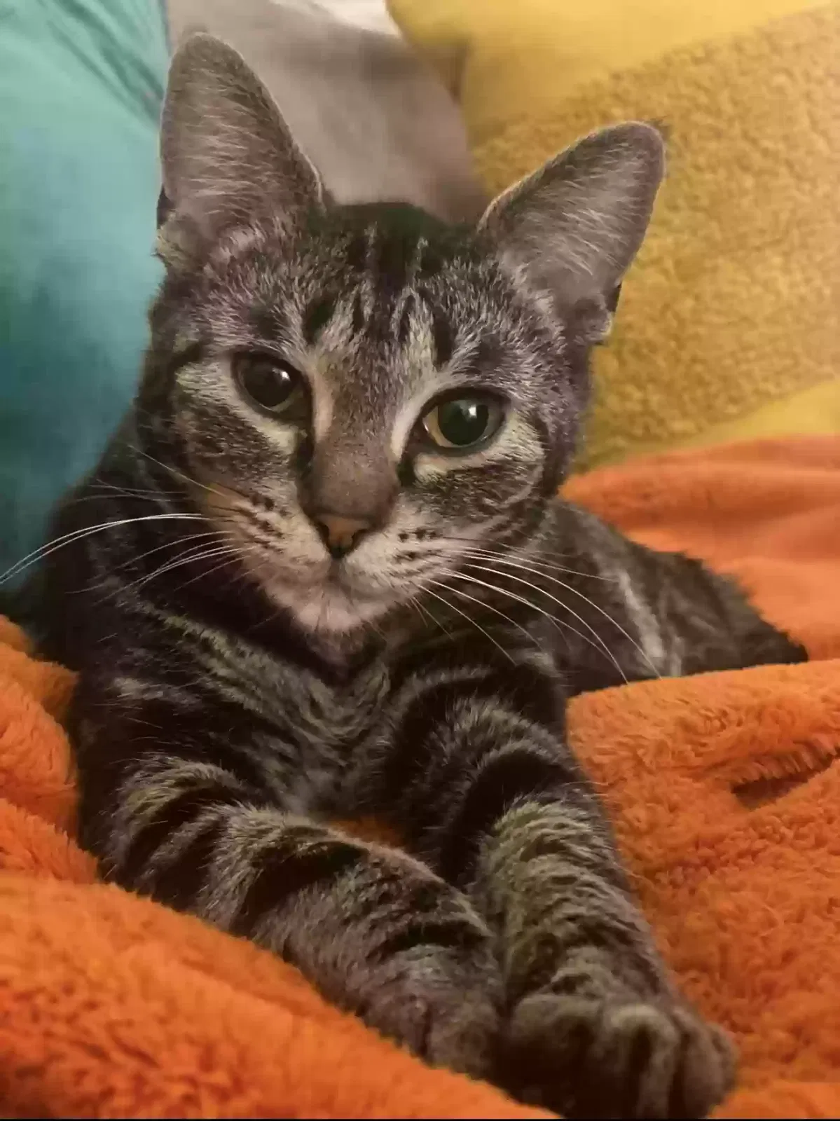 Pepper, Tabby Cat for adoption in Hartwell, GA, 30643