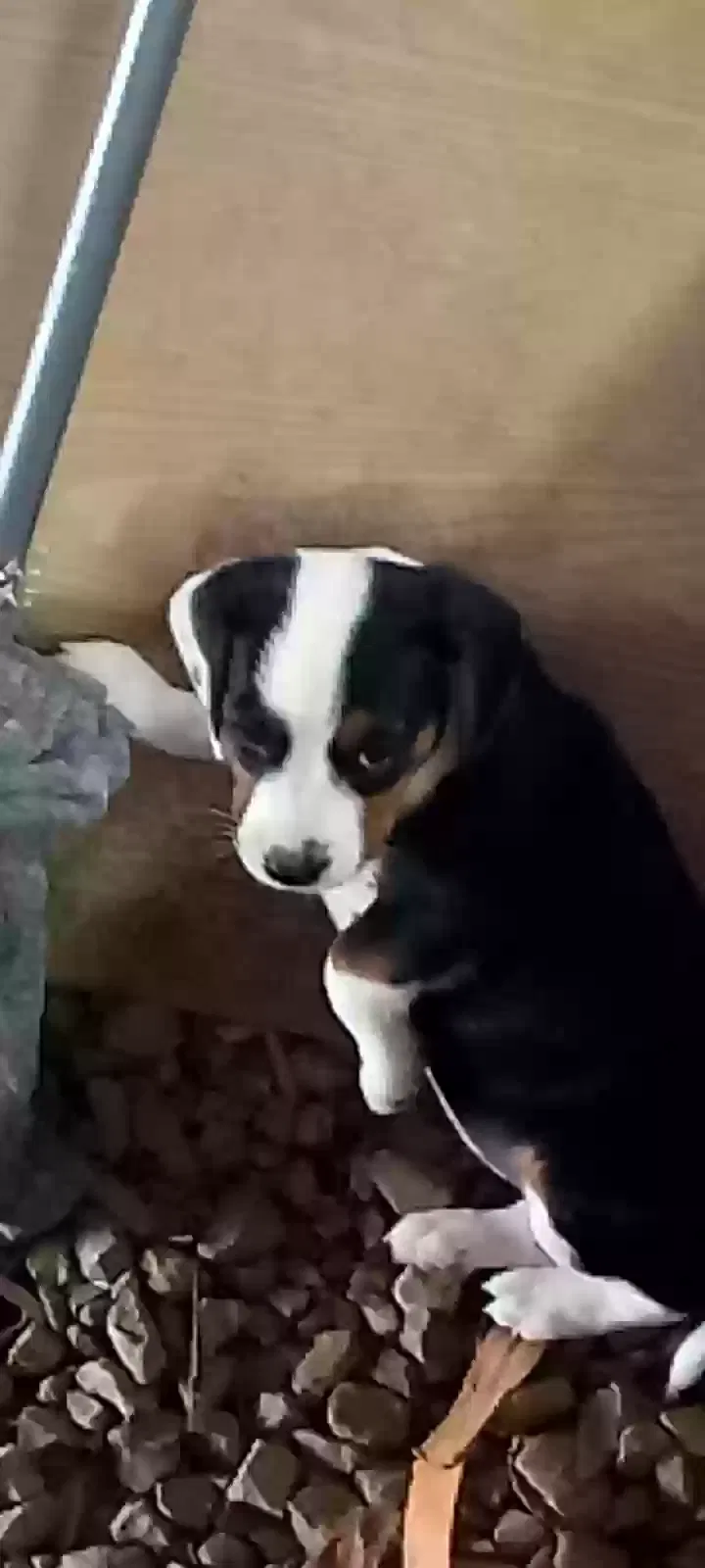 Boogy, Besgle Dog for adoption in Pembroke, KY, 42266