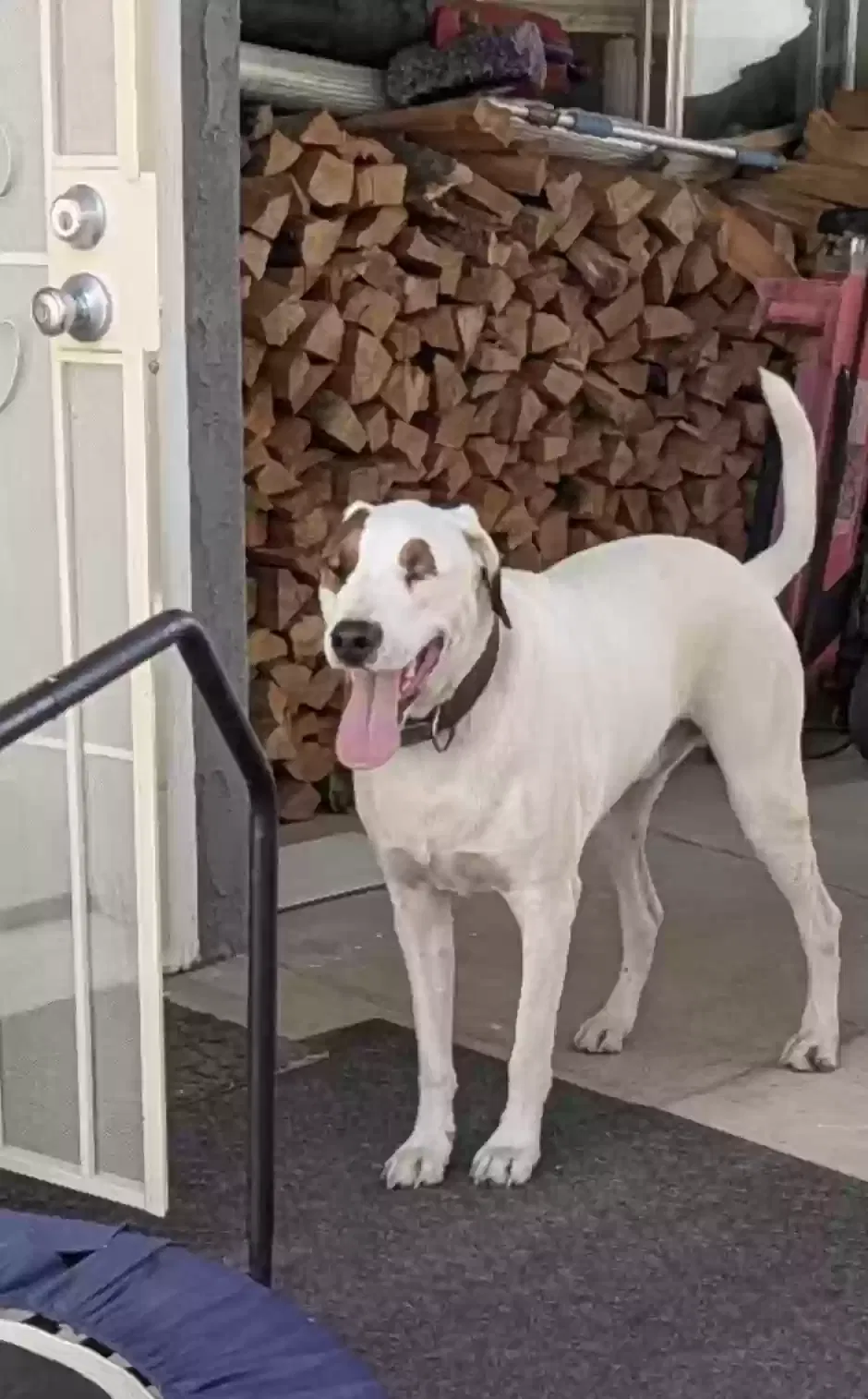 Dog, Unknown Dog for adoption in Big Pine, CA, 93513