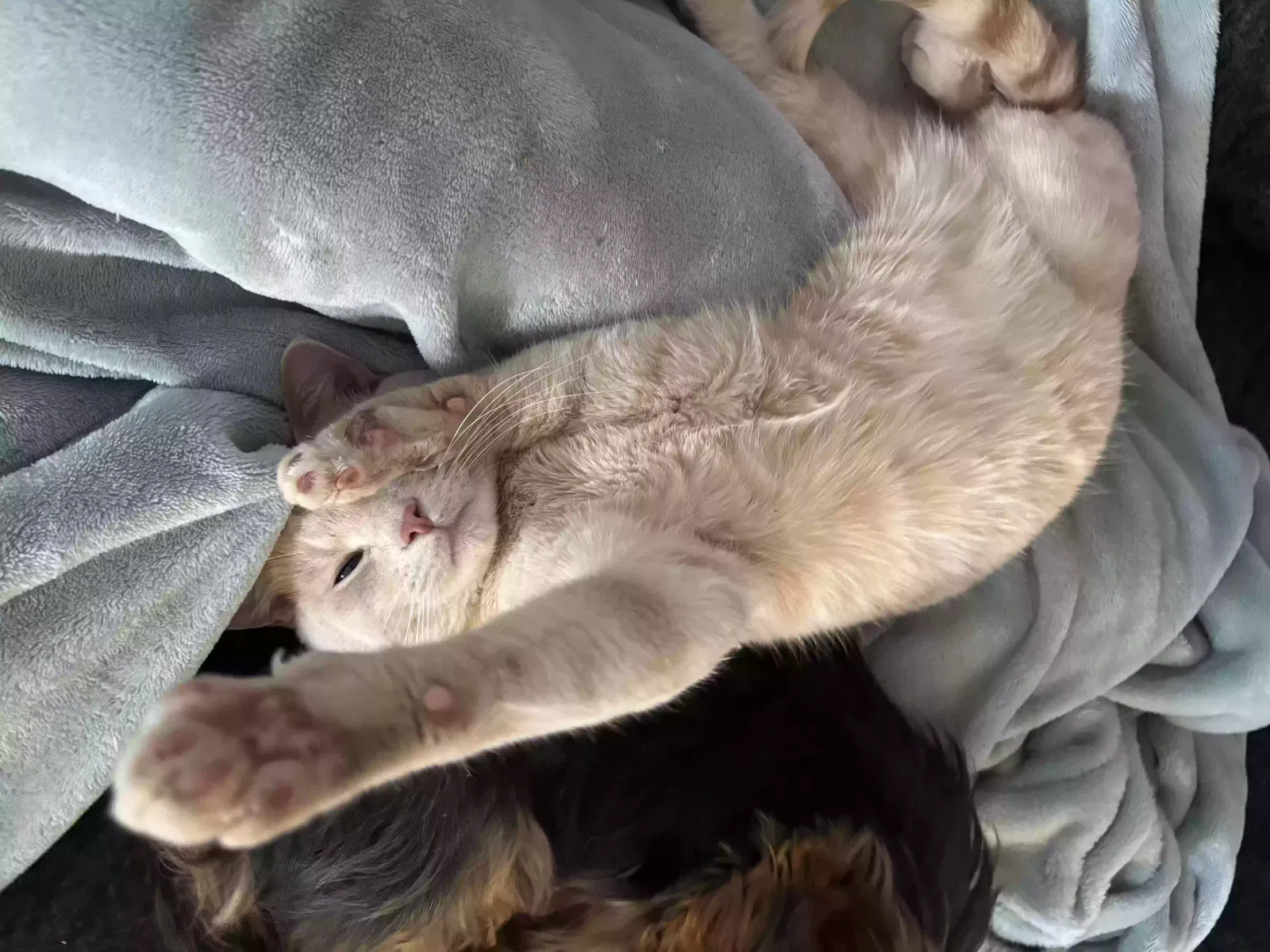 Ghost, Unknown Cat for adoption in Des Arc, MO, 63636