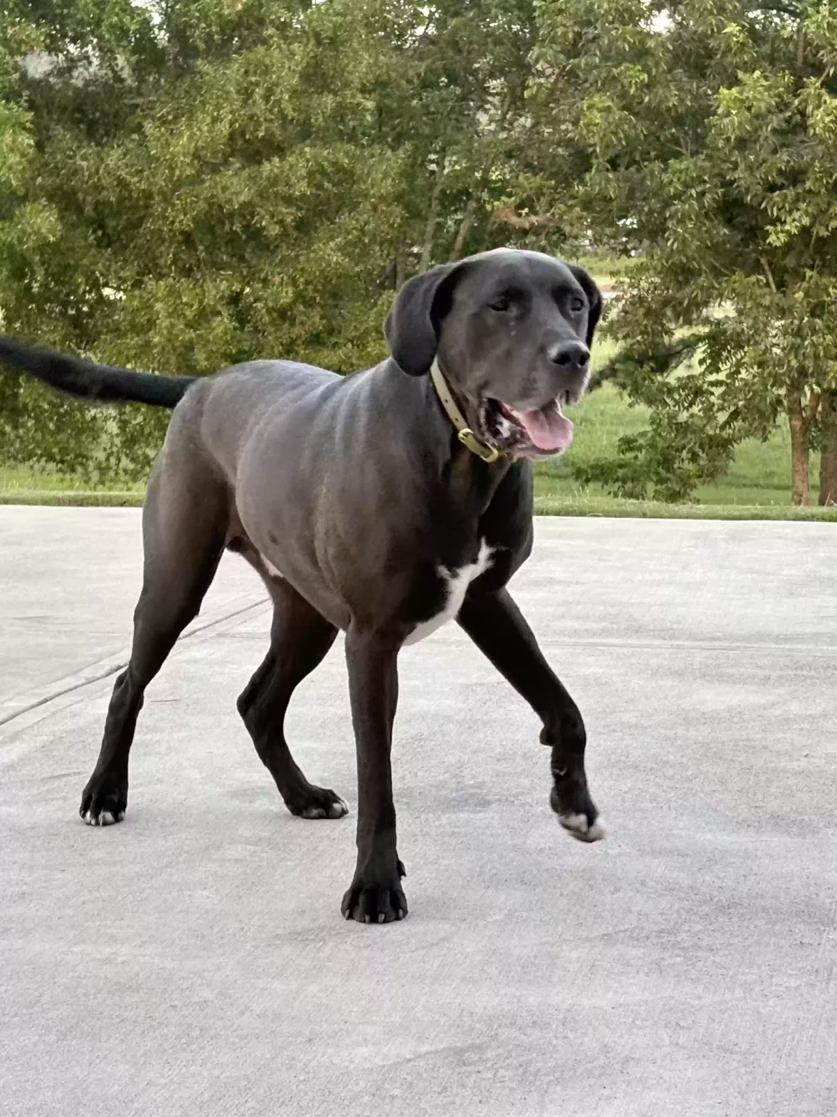 Dog, Chesapeake Bay Mix Dog for adoption in Kennesaw, GA, 30152