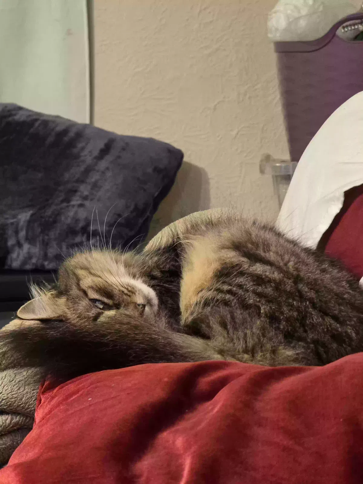Cat, Unknown Cat for adoption in Peoria, IL, 61604