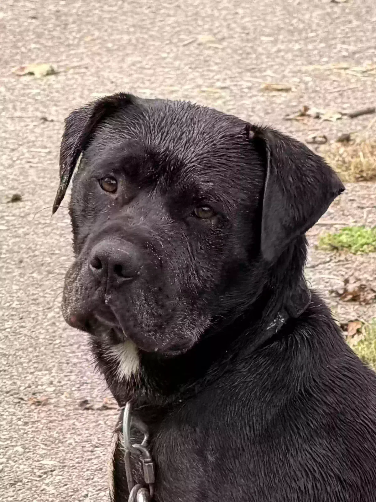 Junior, Unknown Dog for adoption in Jackson, MI, 49202