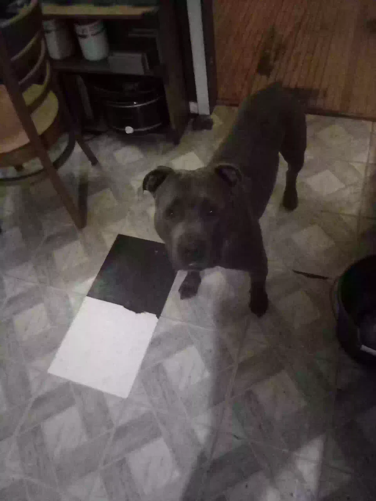 Willie jacks and Oliver Maxwel, Two American bullies Dog for adoption in Aurora, IL, 60505