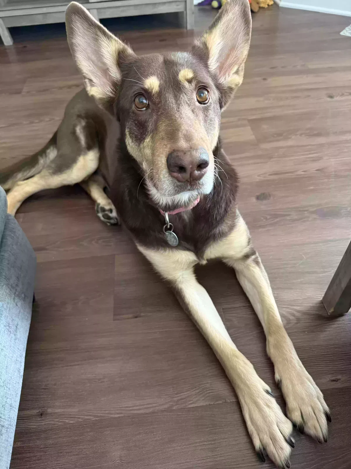 Roxy, Husky/German Shepherd Dog for adoption in Clayton, NC, 27520