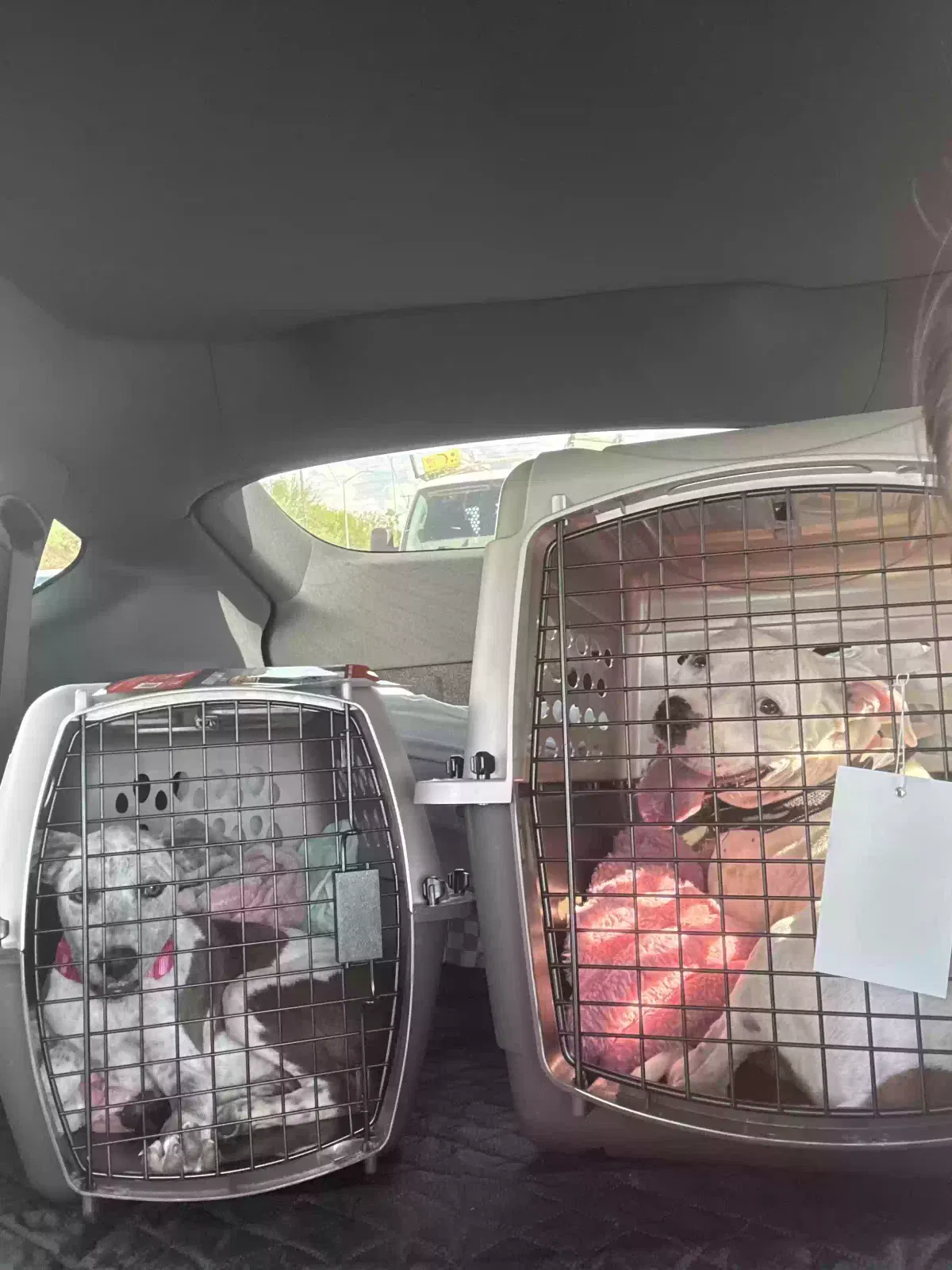 Roxy, Pitbull mix Dog for adoption in Rosharon, TX, 77583