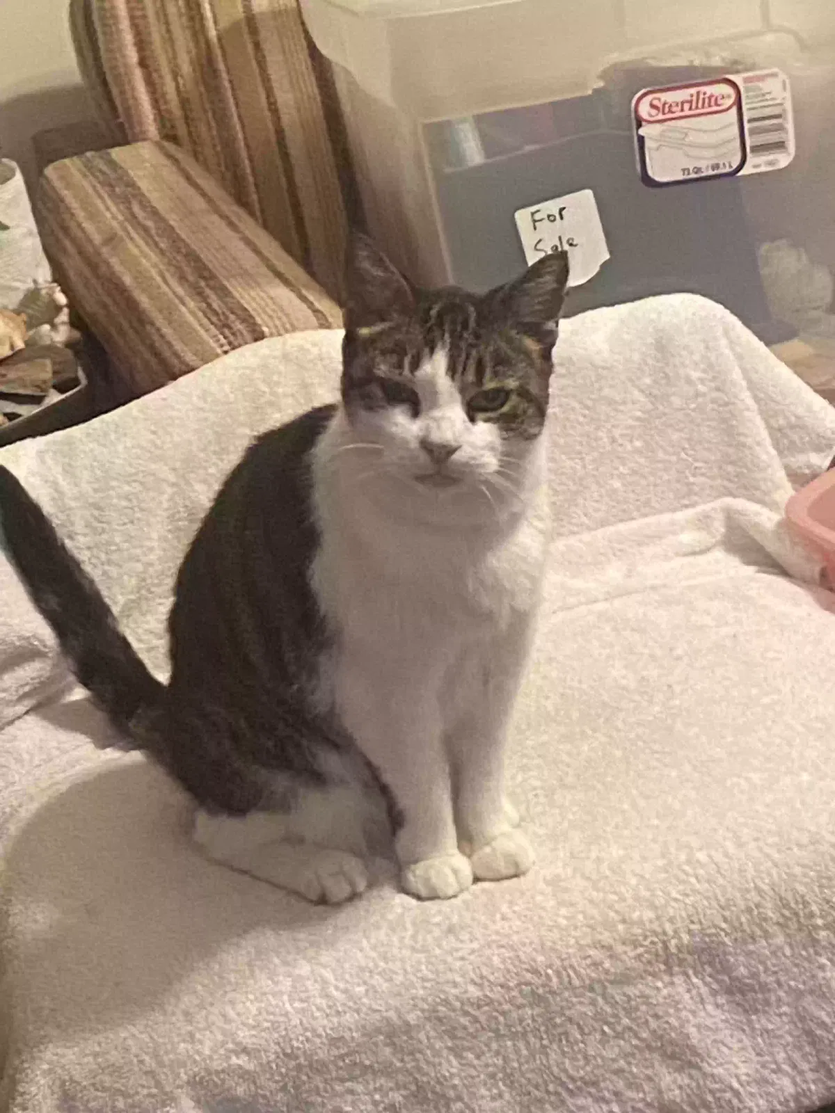 Birdie, Unknown Cat for adoption in Victoria, VA, 23974
