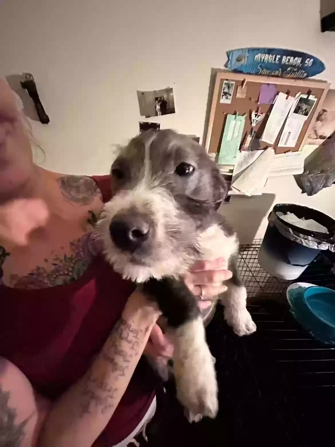 Bluey, Unknown Dog for adoption in Aberdeen, NC, 28315