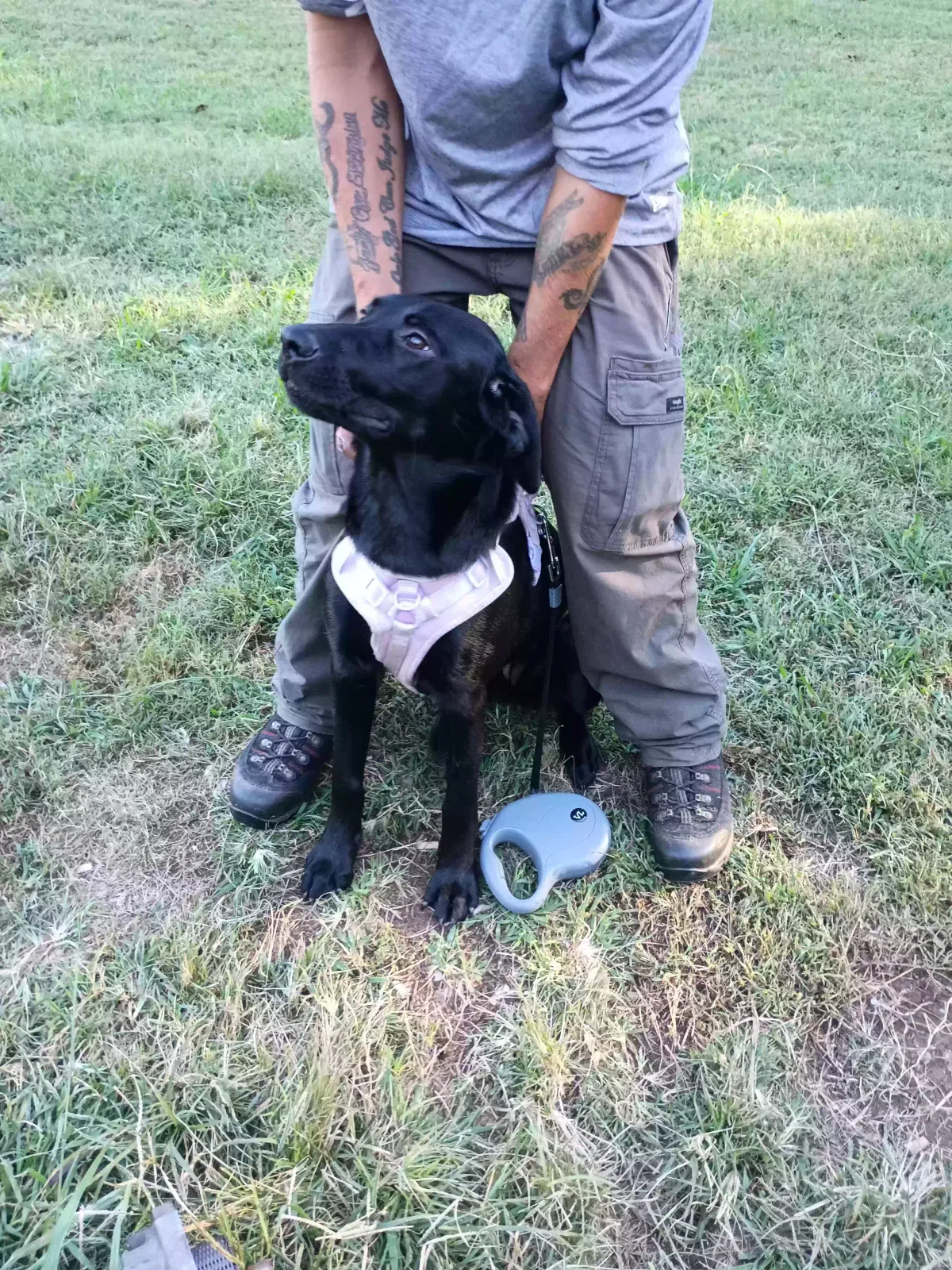 Dog, Black lap Dog for adoption in Strawberry Plains, TN, 37871