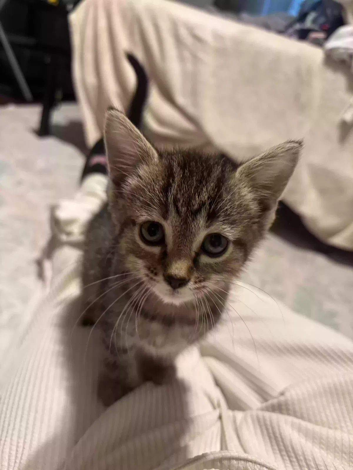 Lovey, Unknown Cat for adoption in Okeana, OH, 45053