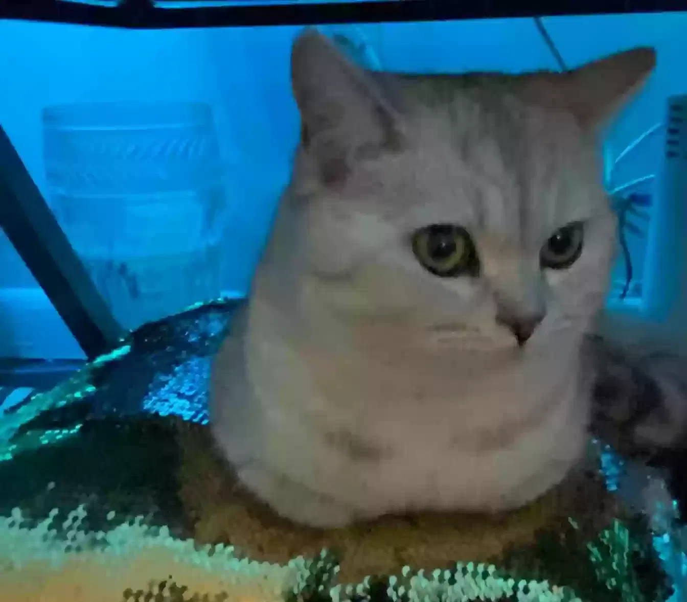 Cat, Unknown Cat for adoption in North Bergen, NJ, 7047