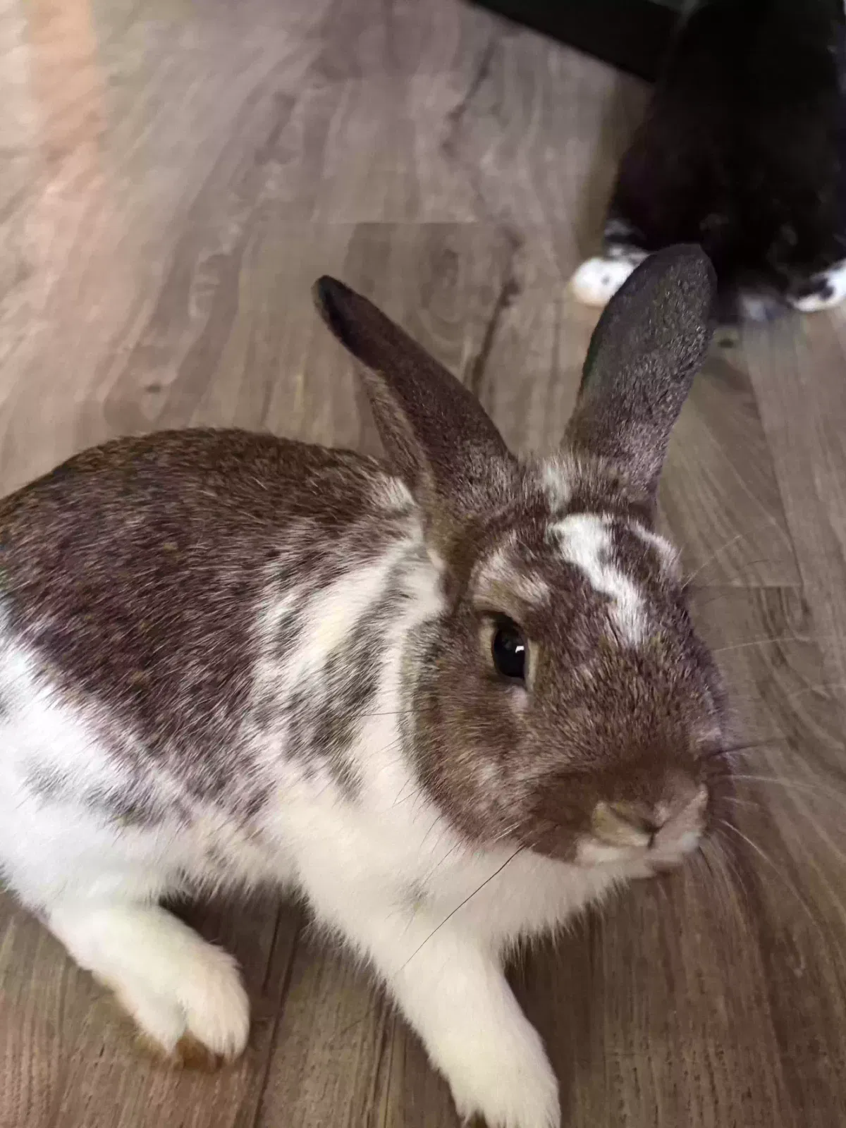 Peanut Butter and Banana, Unknown Pet for adoption in Lancaster, PA, 17601