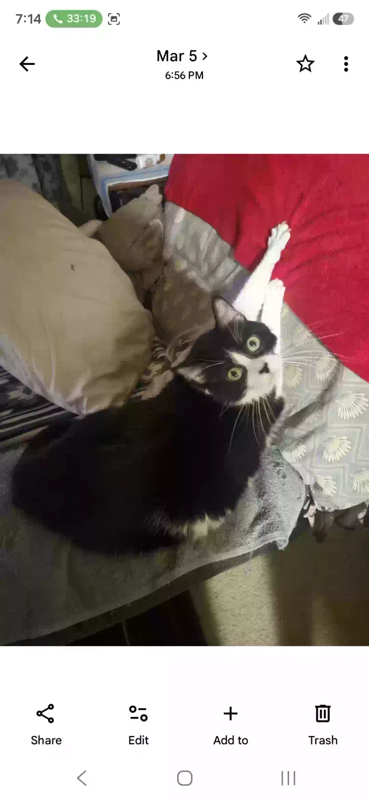 Cat, Unknown Cat for adoption in Michigan City, IN, 46360
