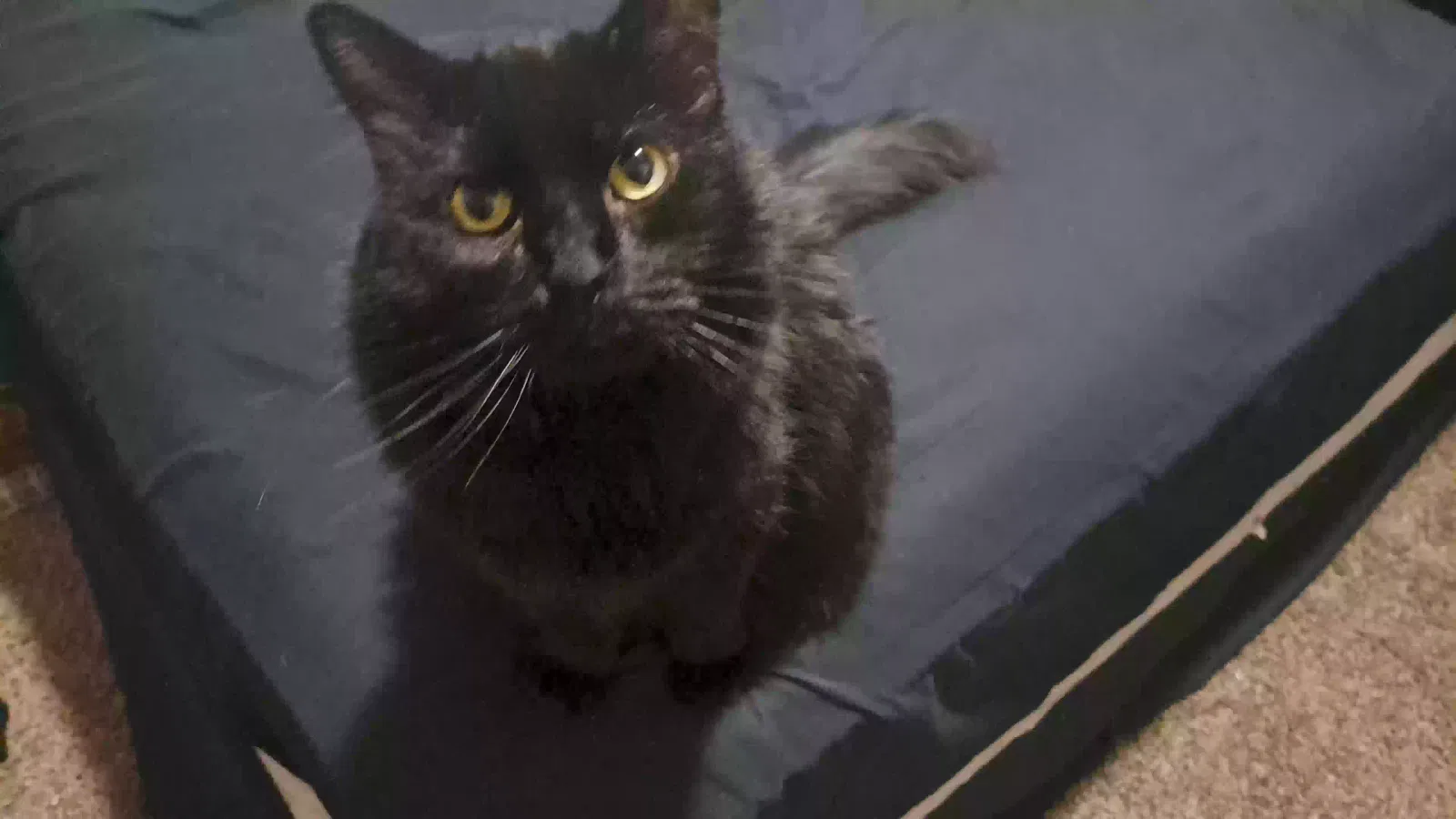 Cat, Norwegian forest cat Cat for adoption in Bagdad, AZ, 86321