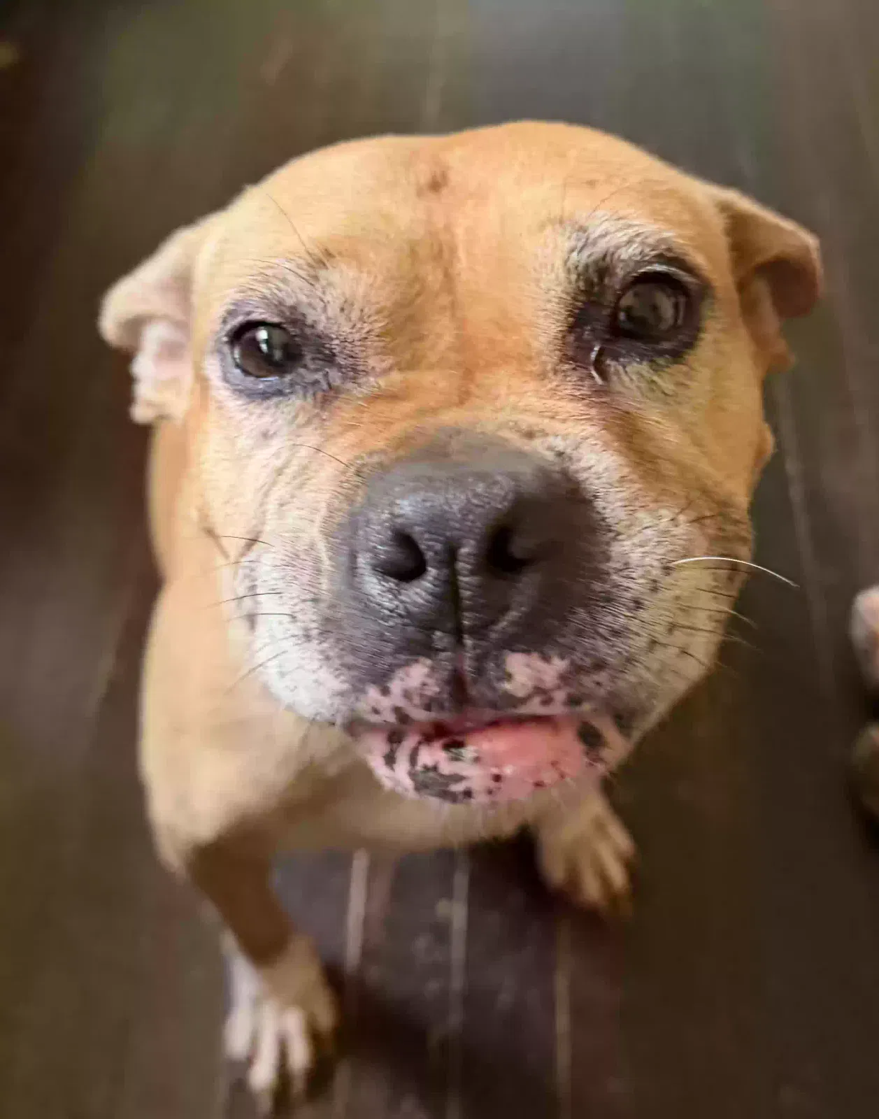 Dog, Boxer/Pitt Dog for adoption in Chicago, IL, 60636