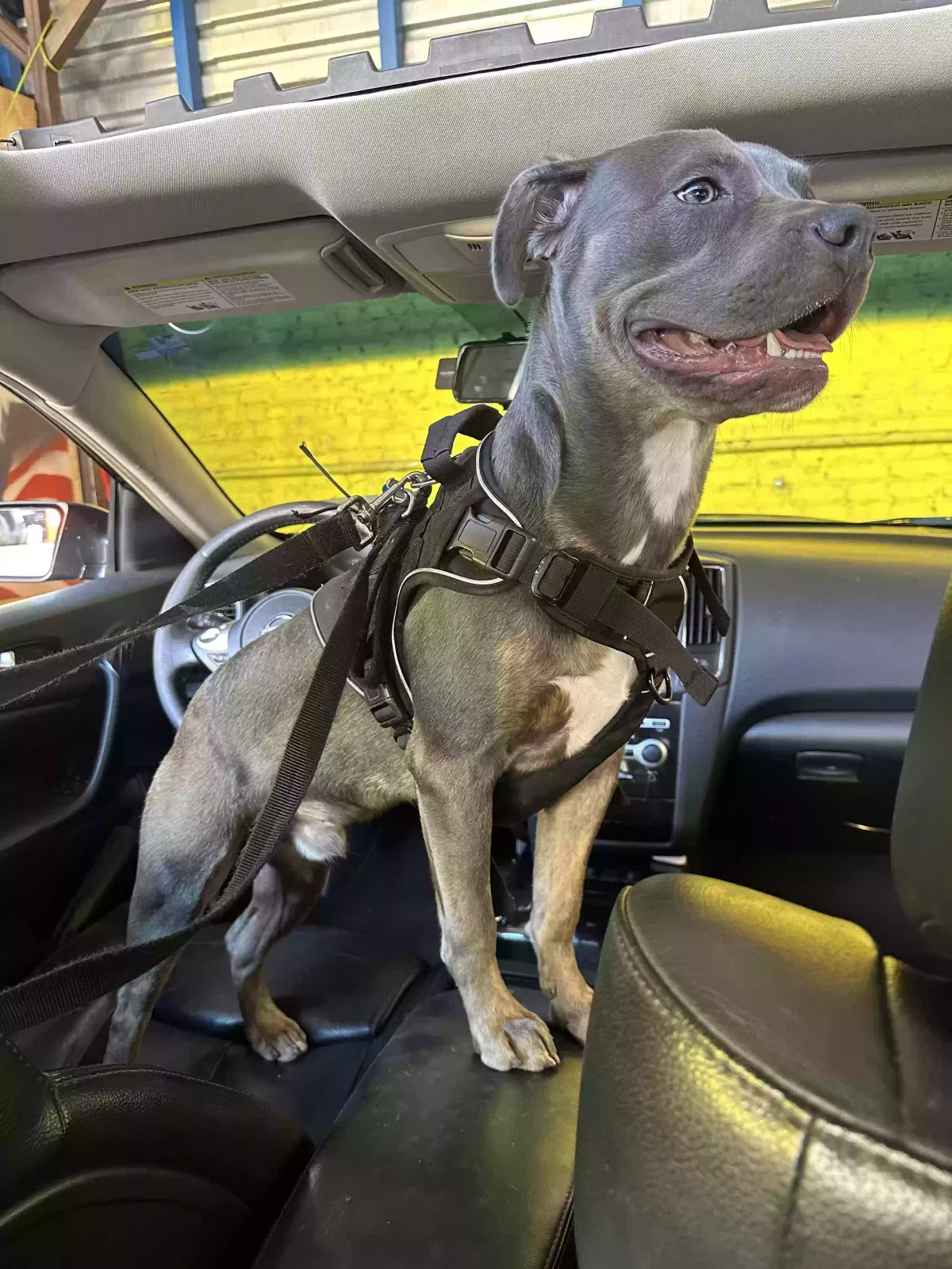 Bear, Unknown Dog for adoption in East Elmhurst, NY, 11369
