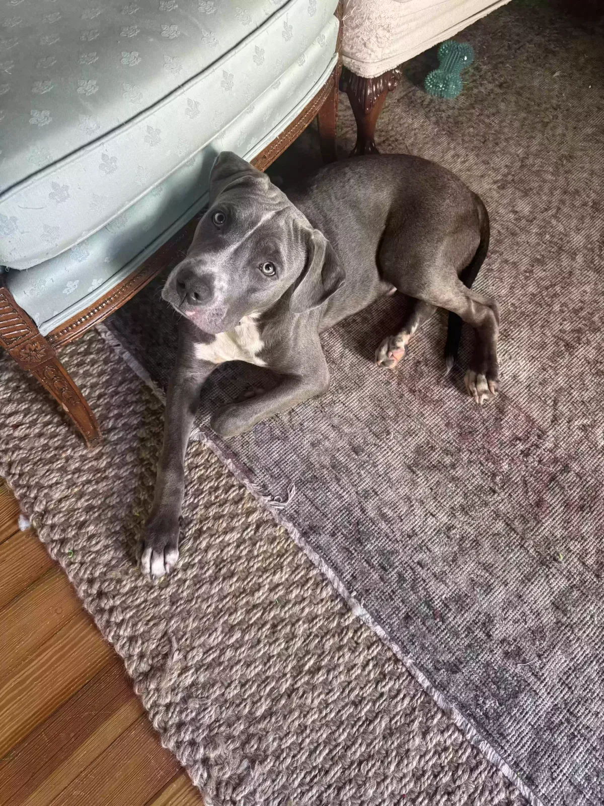 Dog, Pitbull Dog for adoption in Bainbridge, GA, 39819
