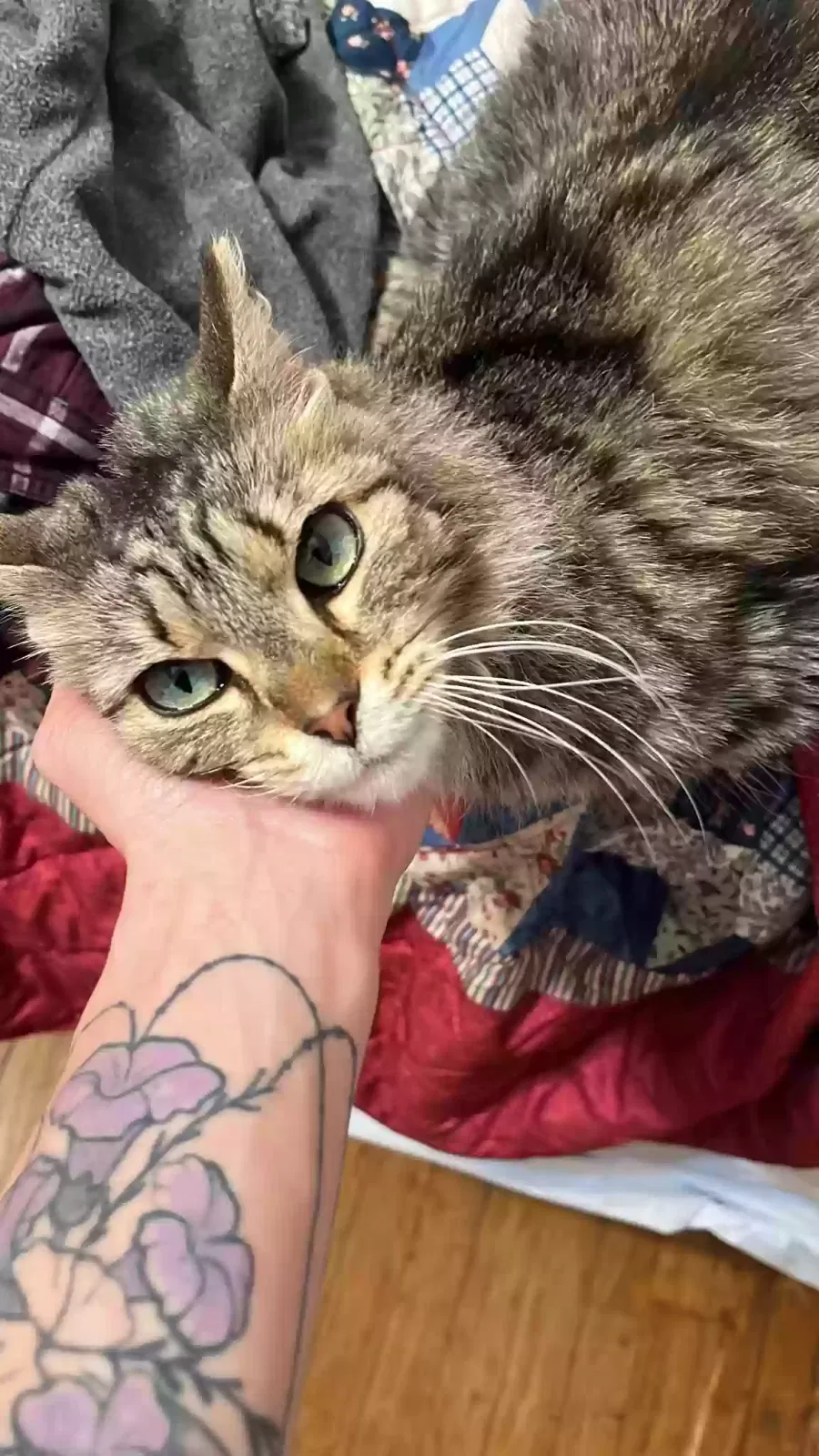 Squirrel, Unknown Cat for adoption in Columbus, IN, 47203