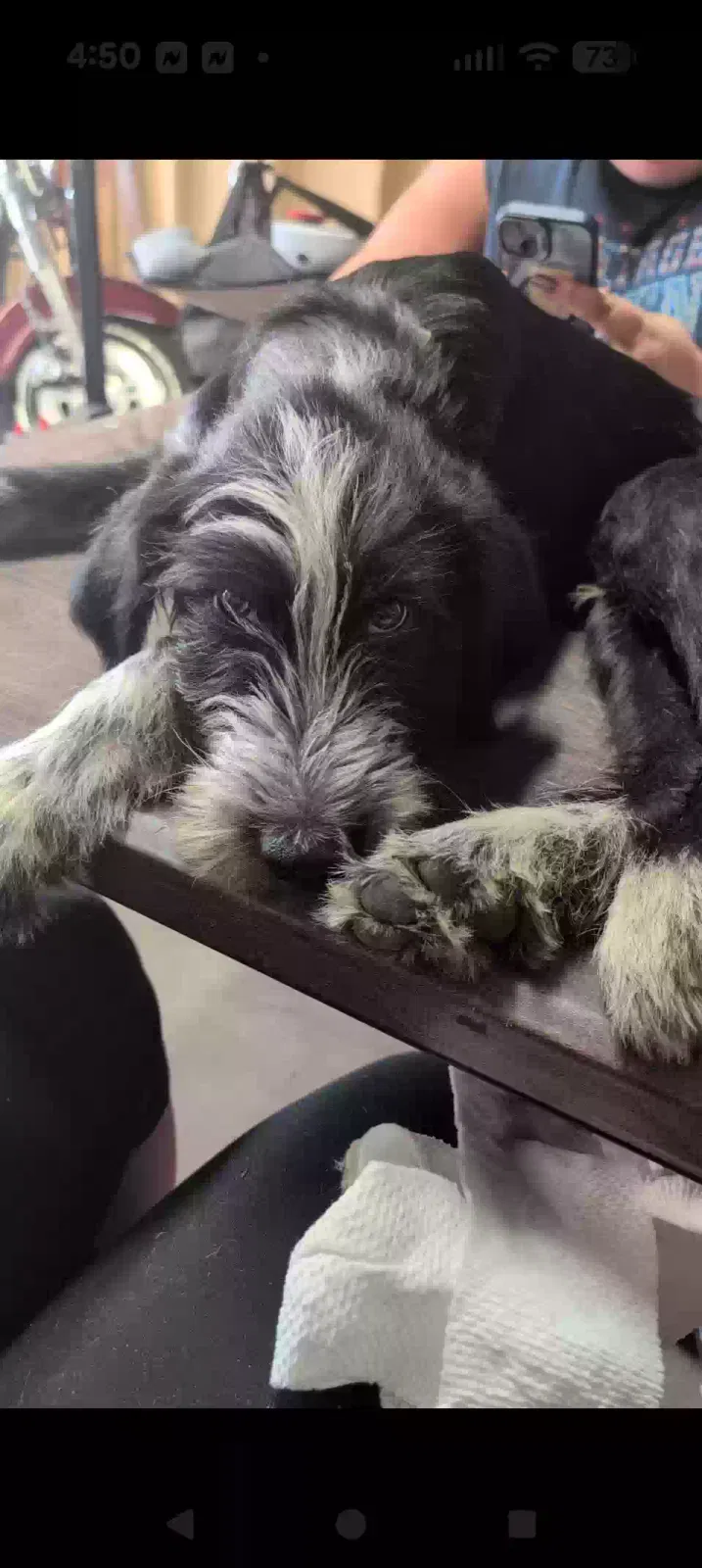 Blu, German wire hair mini Australian Shepherd Dog for adoption in Alexandria, MN, 56308