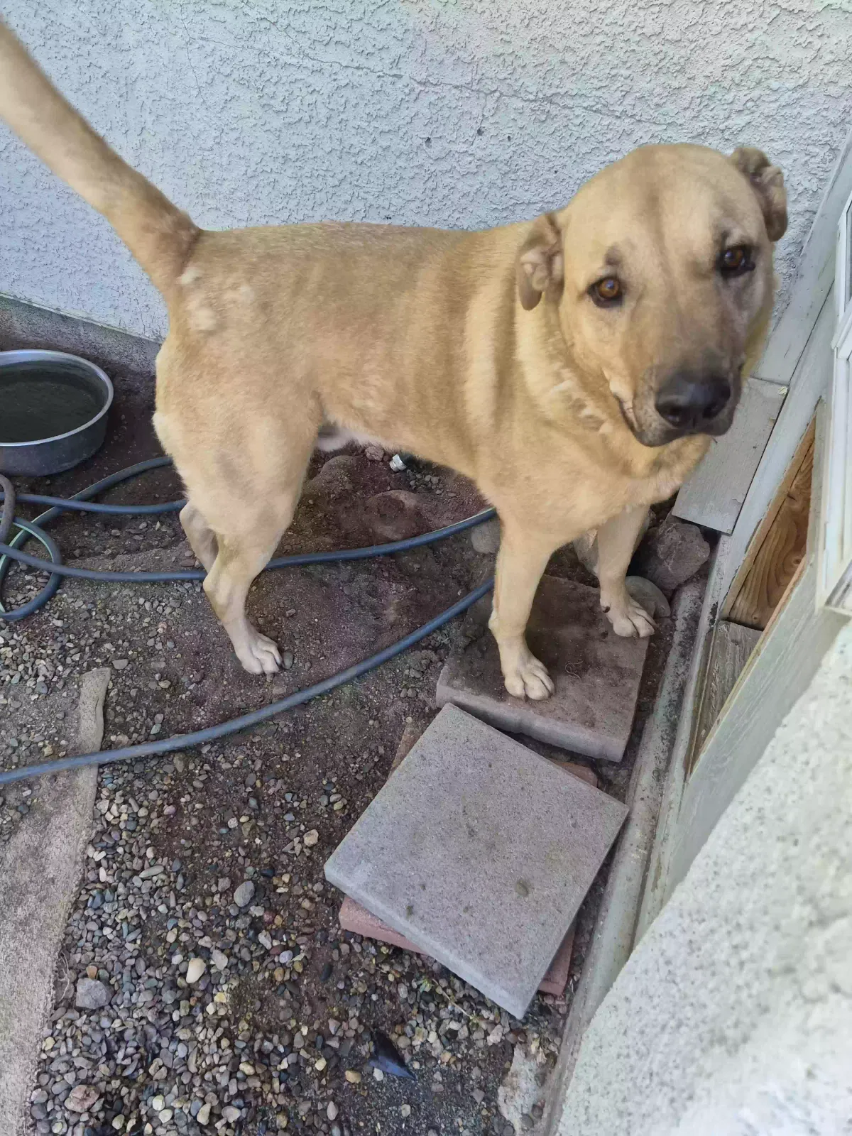 Dog, Unknown Dog for adoption in Prescott, AZ, 86301