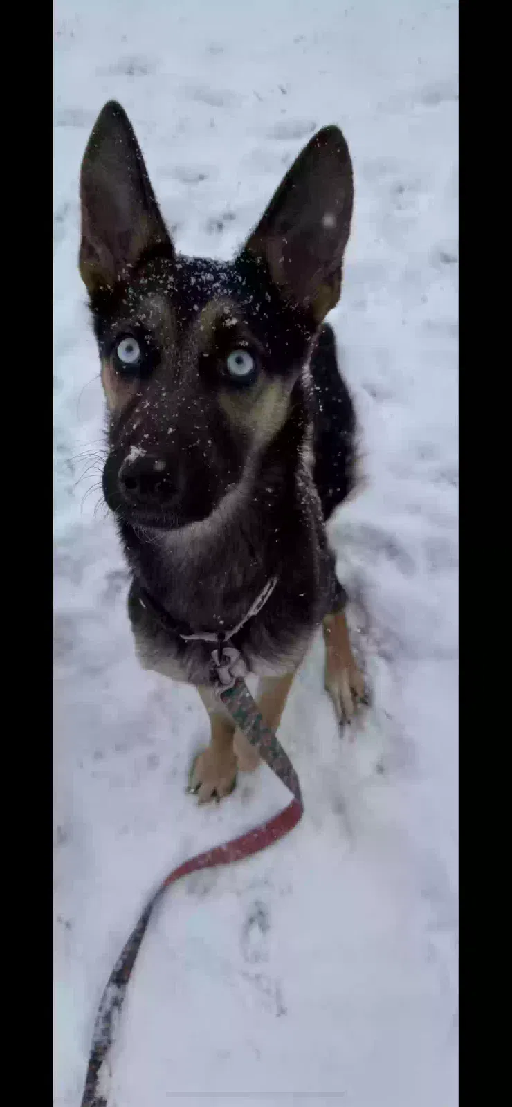 Dog, German Shep/Husky mix Dog for adoption in Louisville, KY, 40291