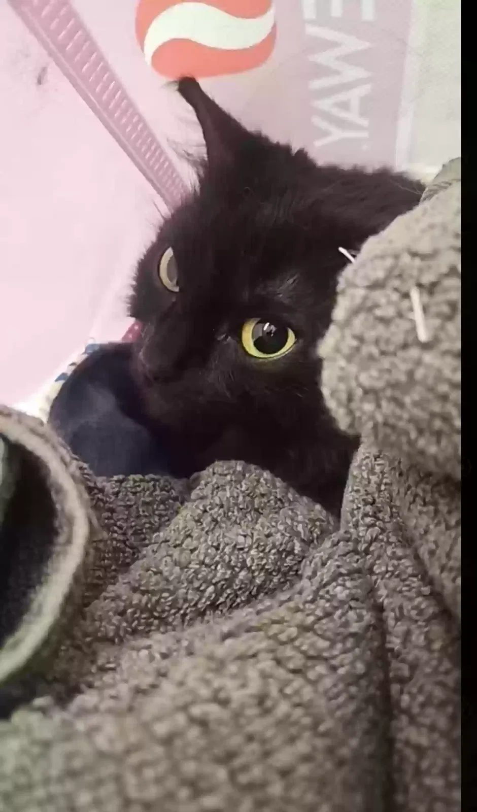 Angel, Unknown Cat for adoption in Arverne, NY, 11692
