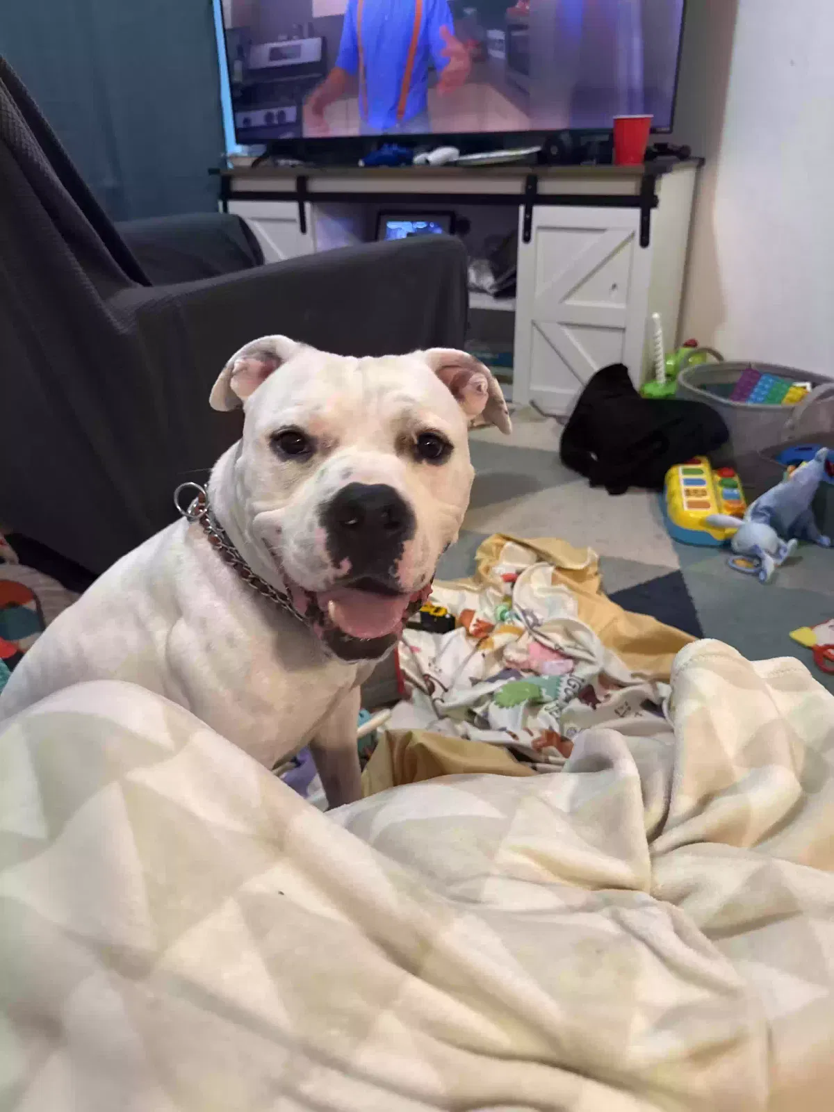 Apollo, Pitbull Dog for adoption in Pekin, IL, 61554