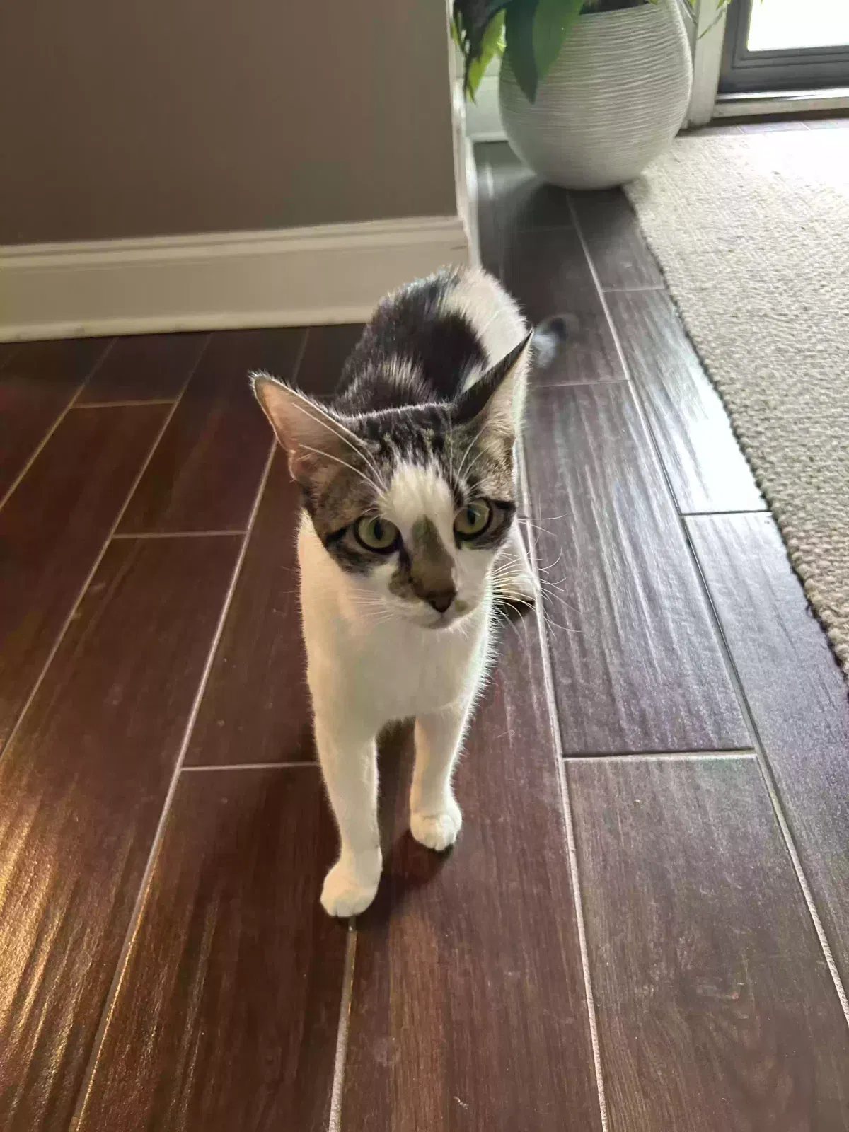 Cat, Unknown Cat for adoption in Norcross, GA, 30092