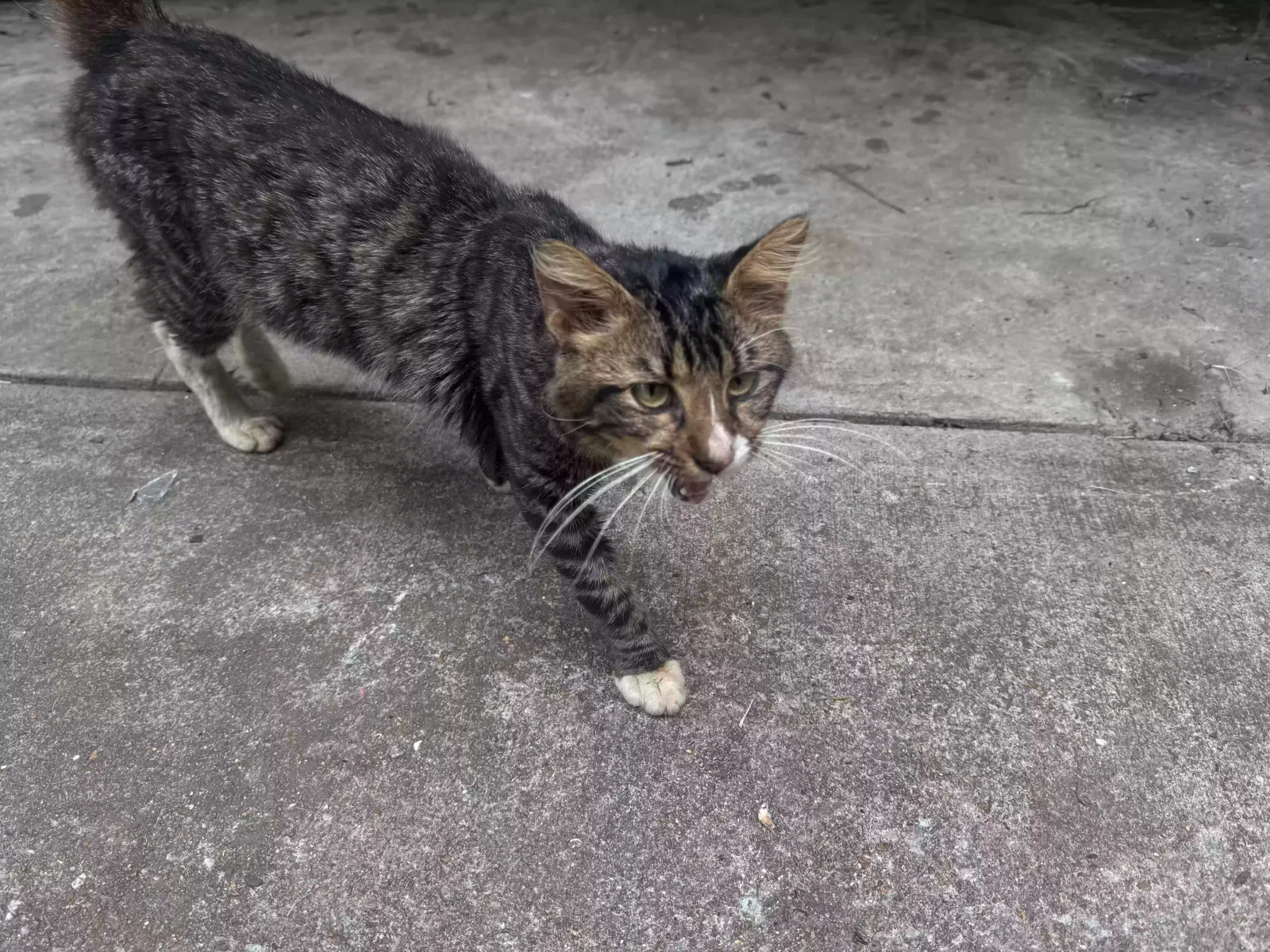 Cat, Unknown Cat for adoption in Rogersville, AL, 35652