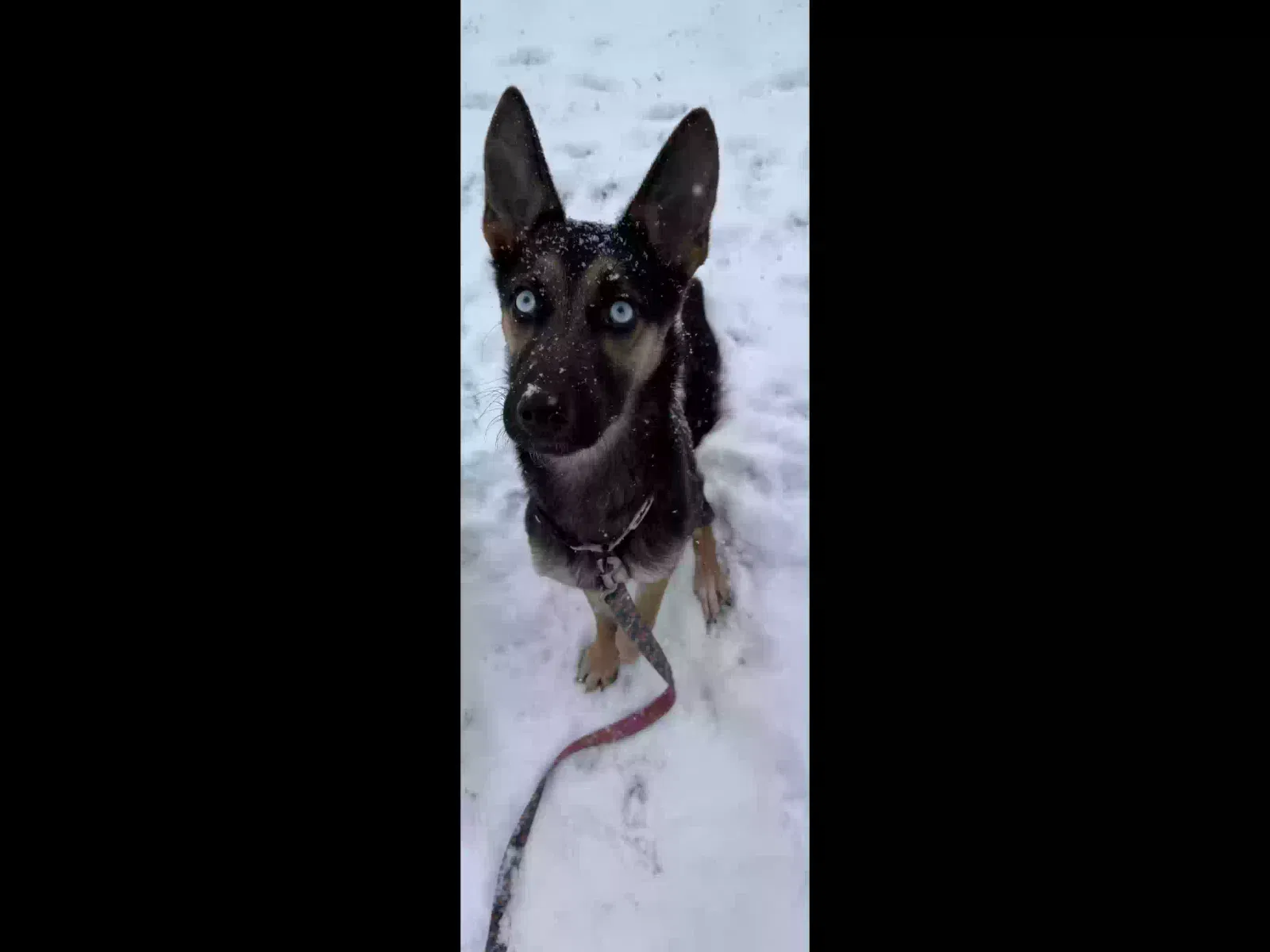 Willow, German Shepherd/Husky Dog for adoption in Louisville, KY, 40291