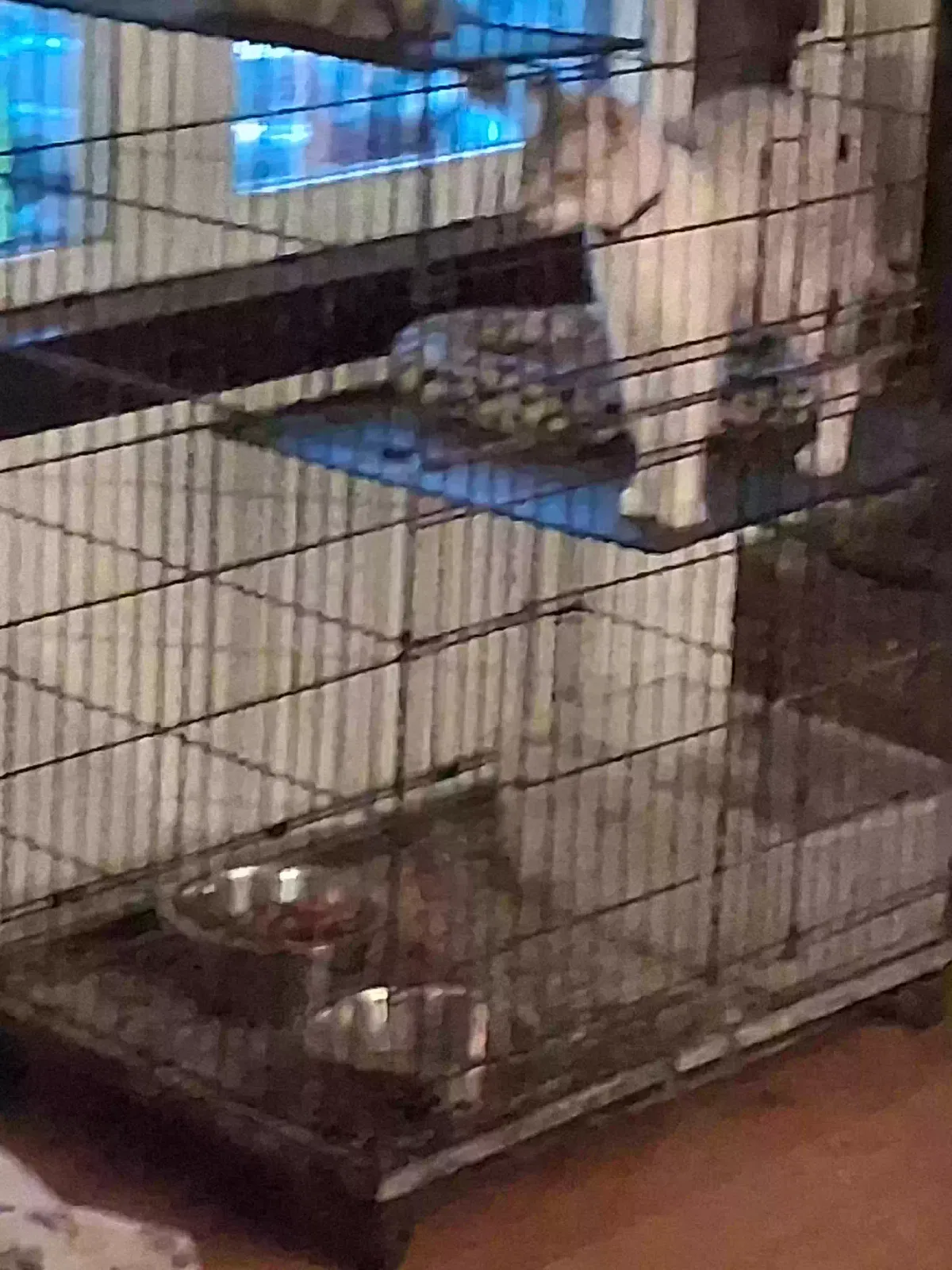 Cat, Siamese Cat for adoption in Whitley City, KY, 42653