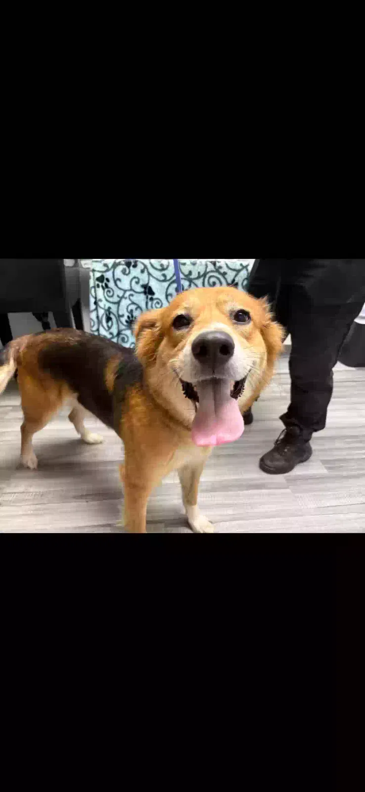 Sally, Sheppard mix Dog for adoption in Conyers, GA, 30094