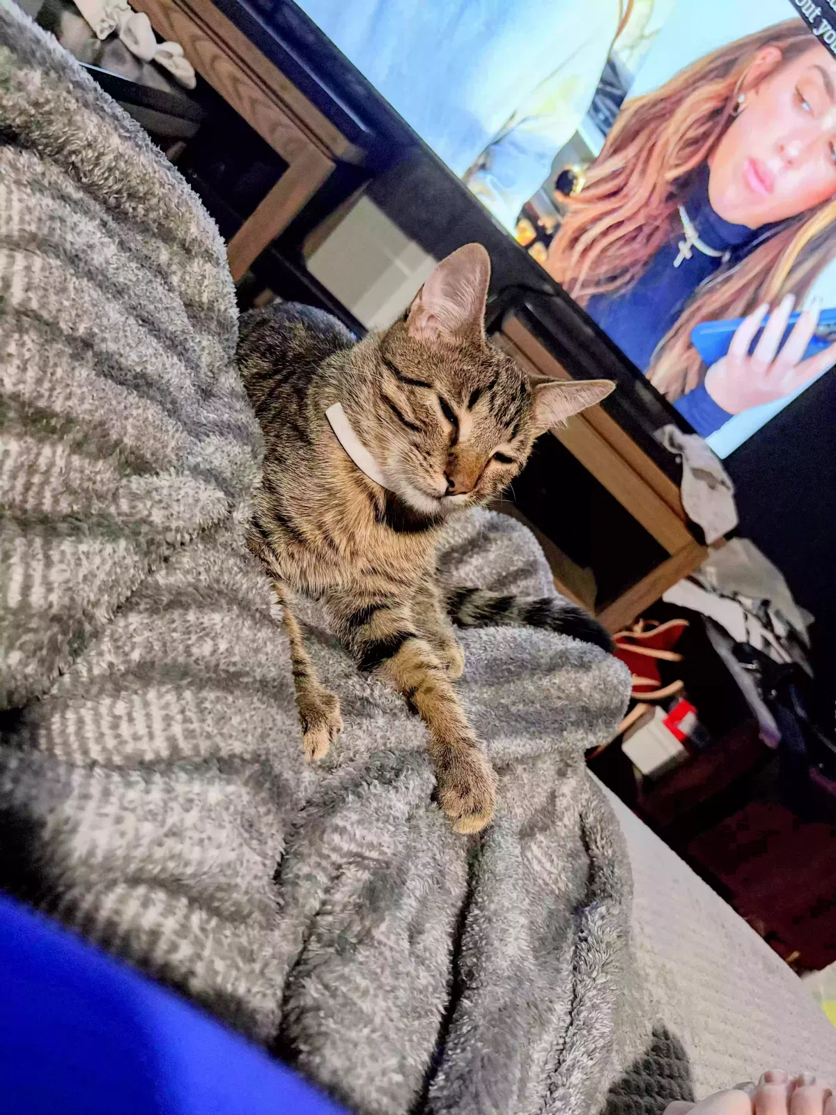 Derpy, Unknown Cat for adoption in Little Rock, AR, 72212