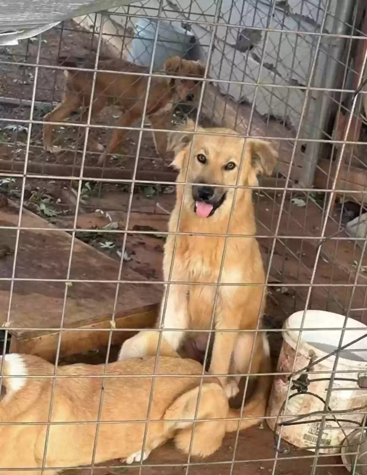 Dog, Unknown Dog for adoption in Lexington, OK, 73051