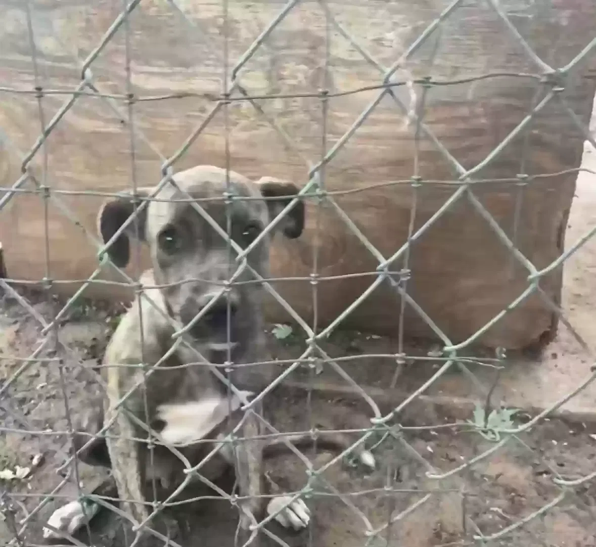 Dog, Unknown Dog for adoption in Lexington, OK, 73051