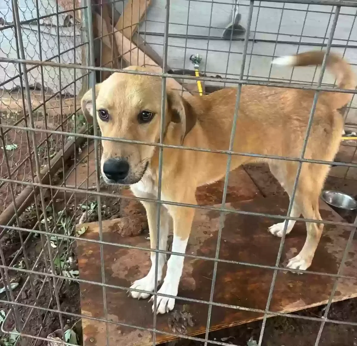 Dog, Unknown Dog for adoption in Lexington, OK, 73051