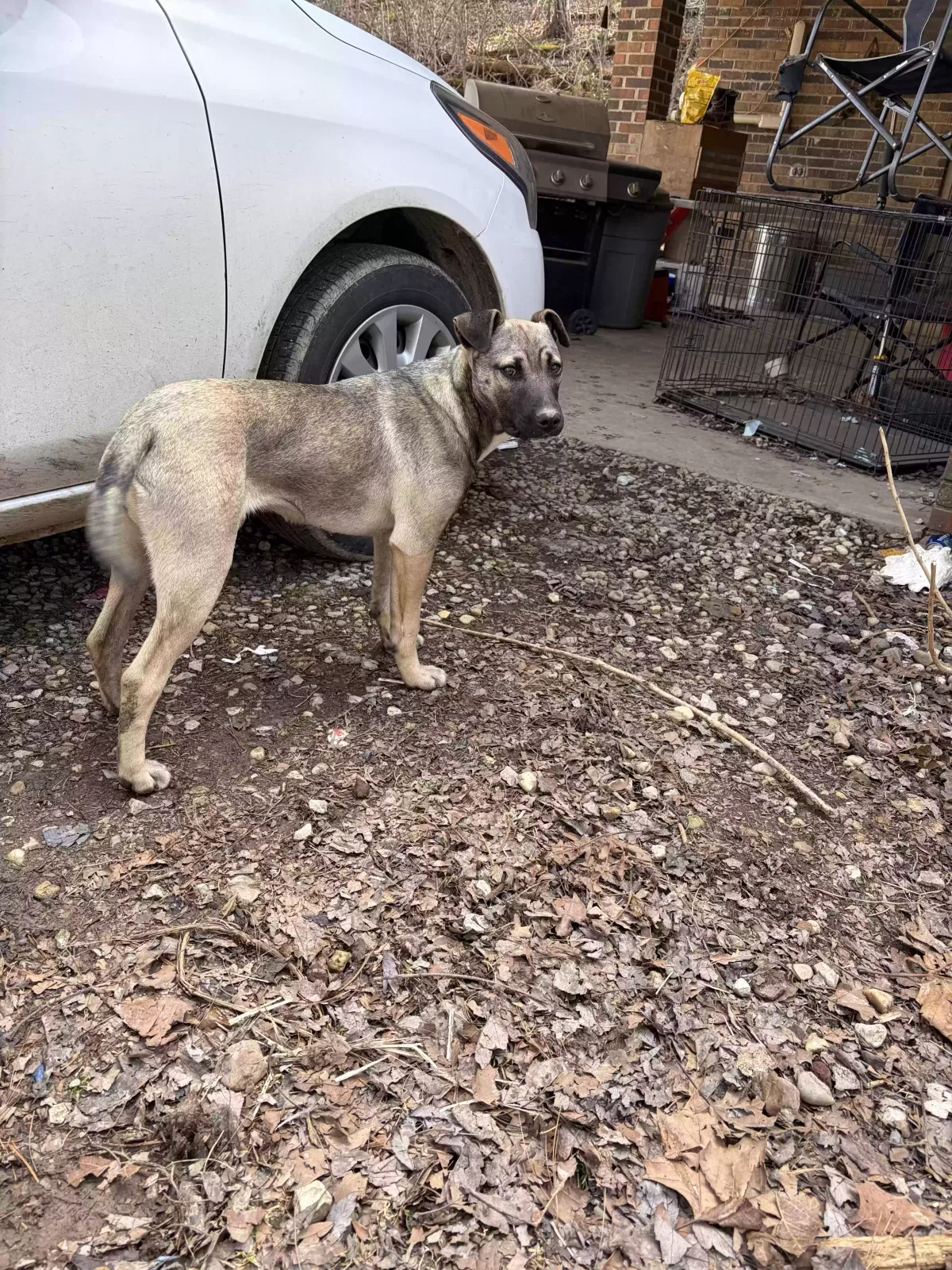 Dog, Unknown Dog for adoption in London, KY, 40741