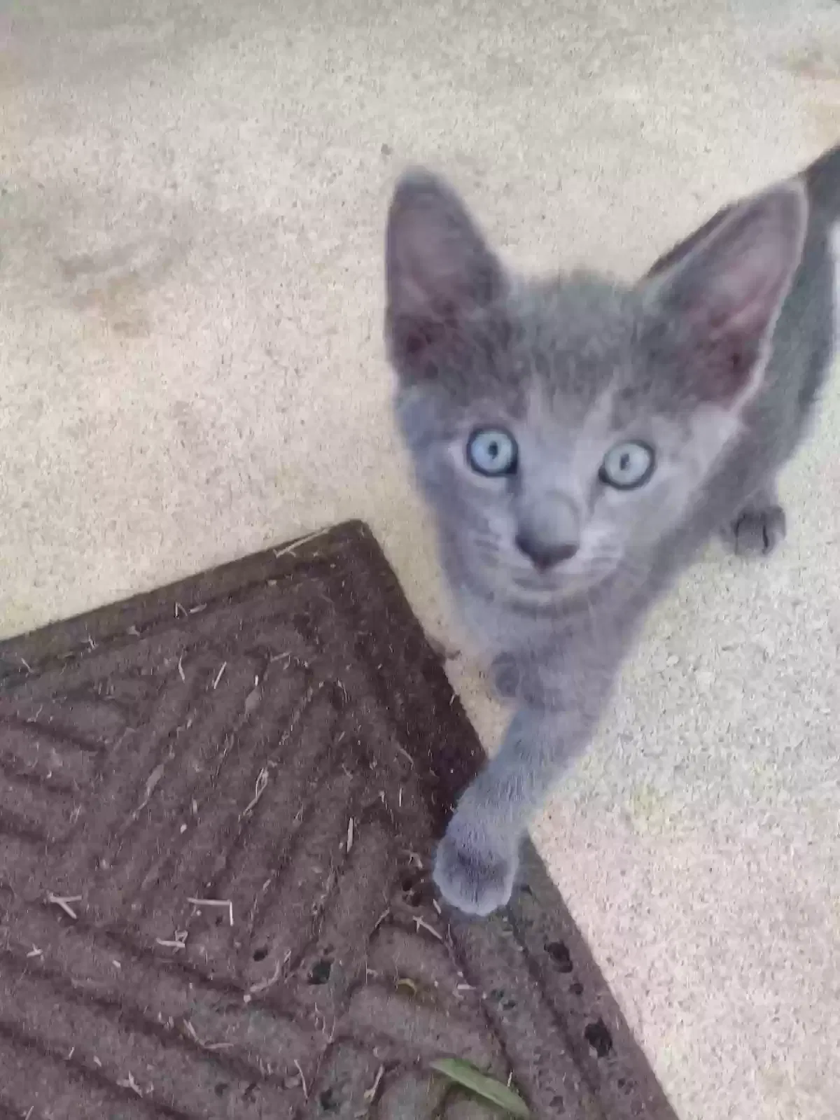 Cat, Unknown Cat for adoption in Four Oaks, NC, 27524