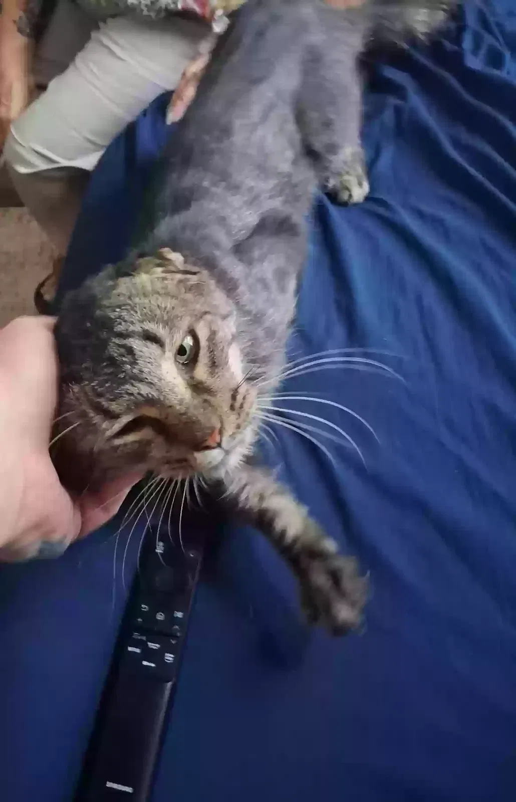 Leo, Tabby Cat for adoption in Hamlet, NC, 28345