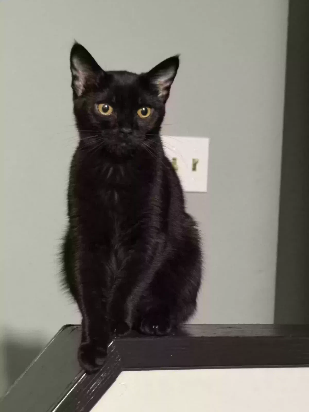 Onyx, Short haired Cat for adoption in Grand Rapids, MI, 49503