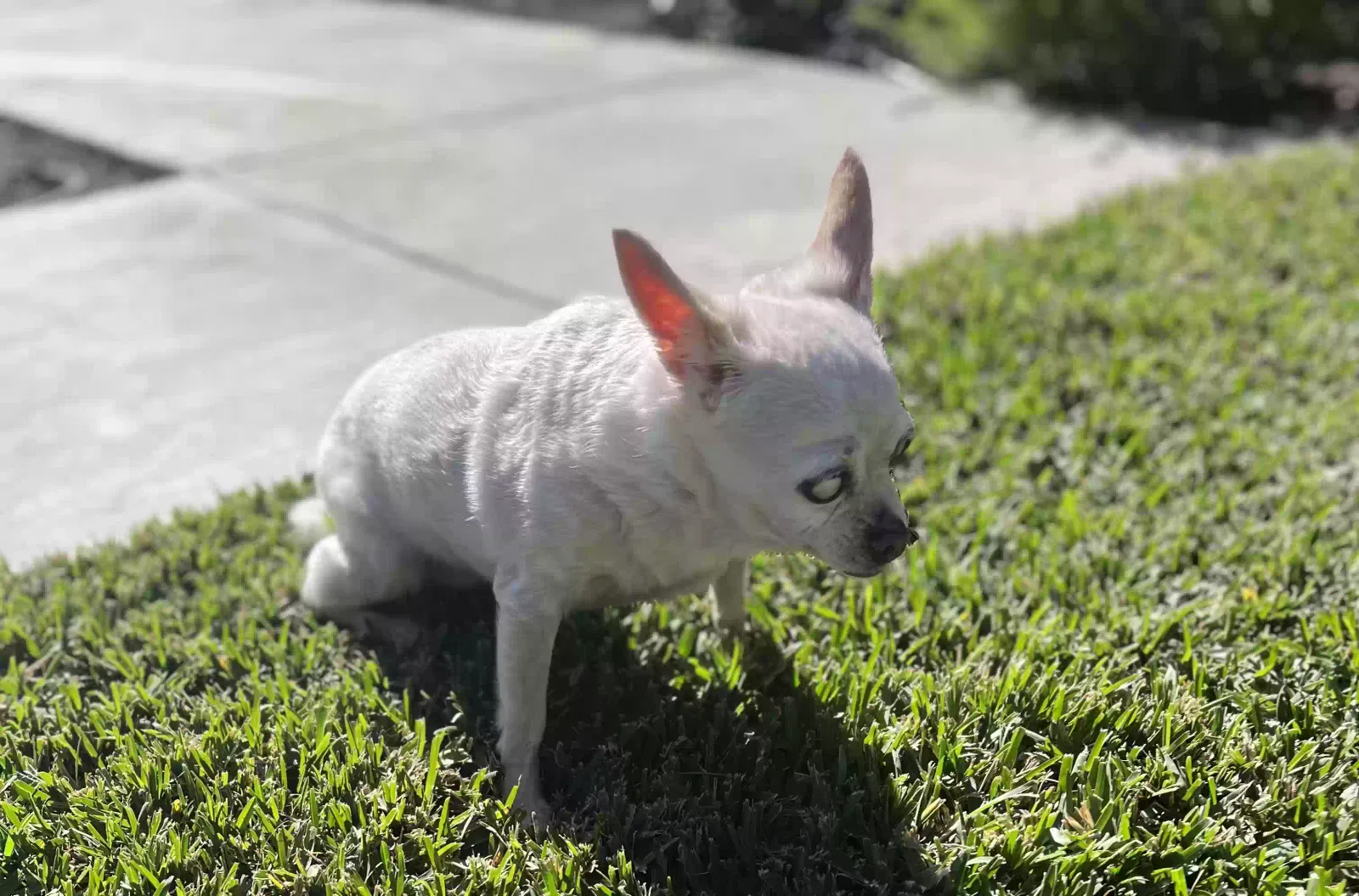 Dog, Unknown Dog for adoption in Trabuco Canyon, CA, 92679
