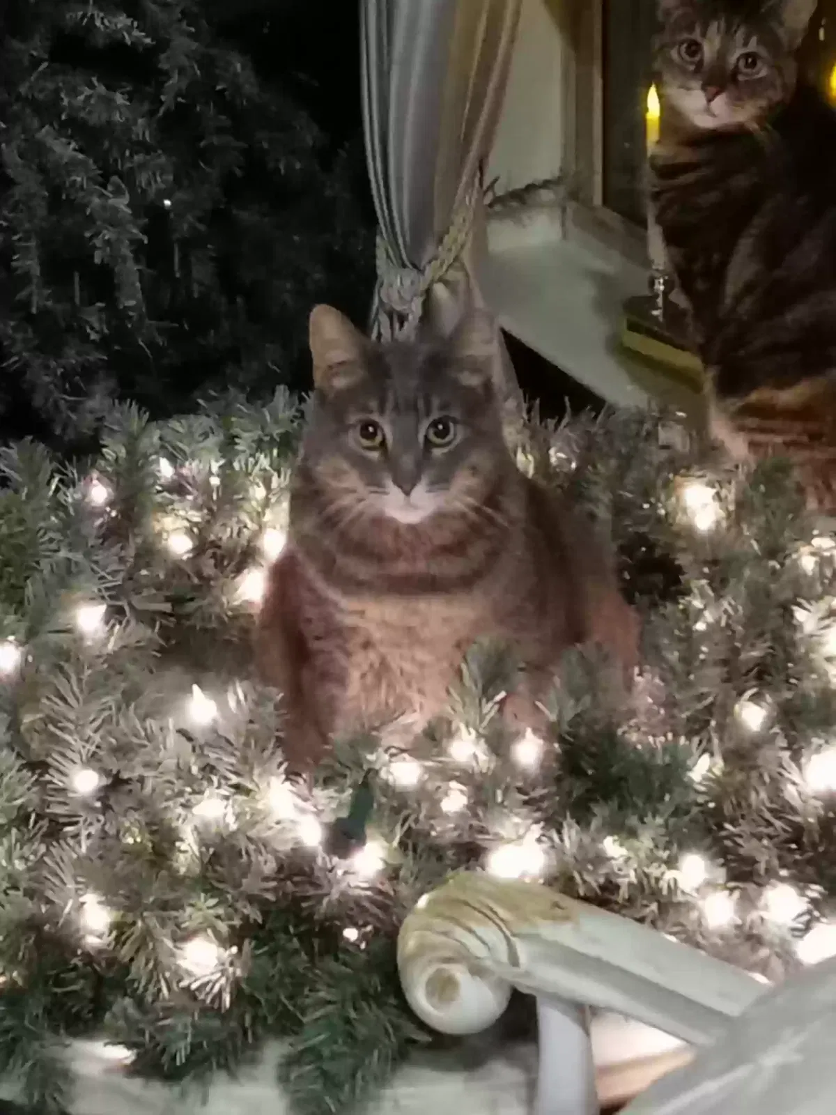 Princess, Unknown Cat for adoption in Buford, GA, 30519