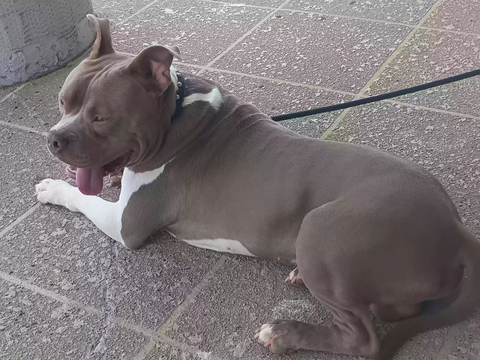 Zeus, Bully Dog for adoption in Lithonia, GA, 30058