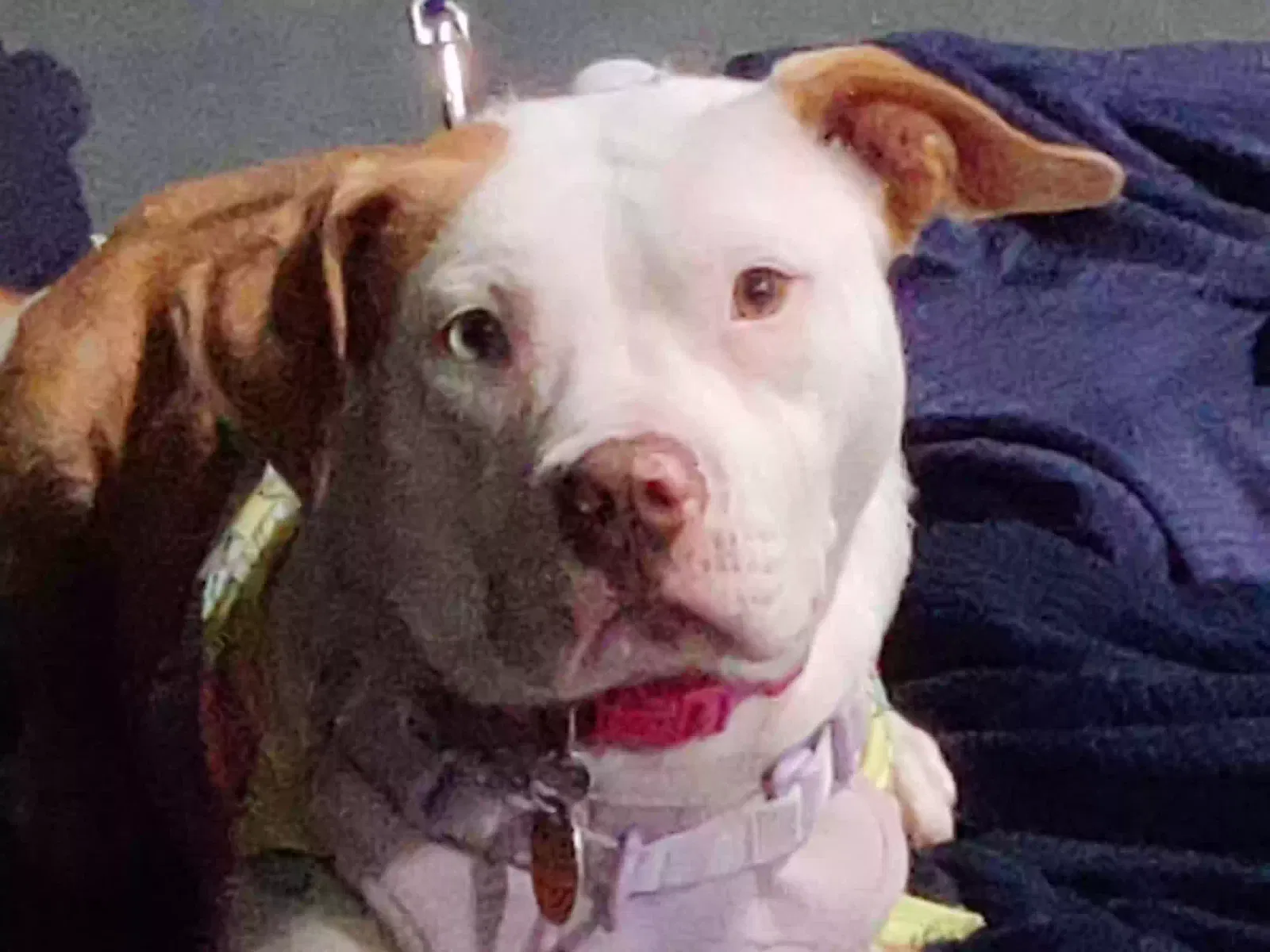 Mystique, Mixed Pitt Dog for adoption in Birmingham, AL, 35209