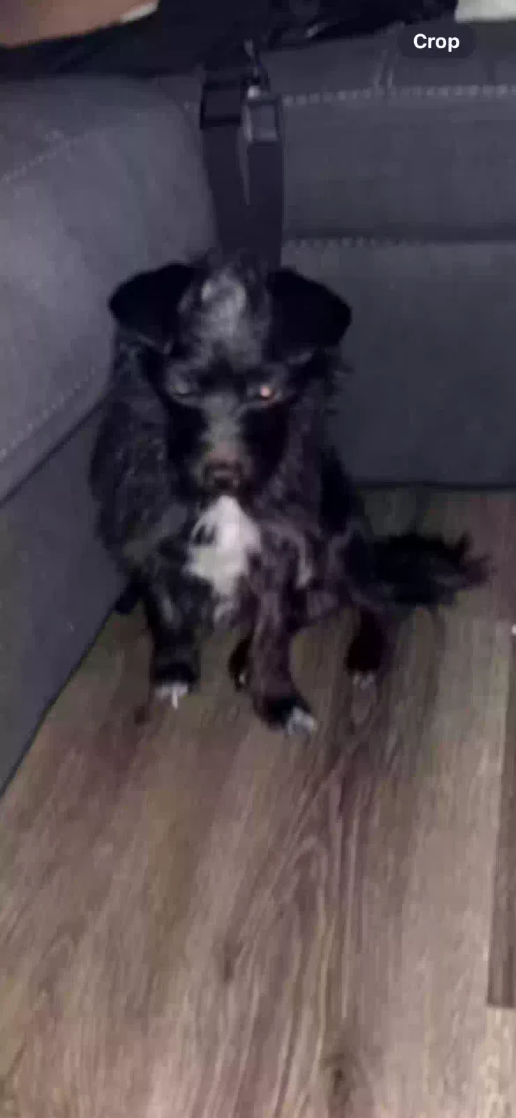 Fendi, Terrior/chiua Dog for adoption in Bolingbrook, IL, 60440