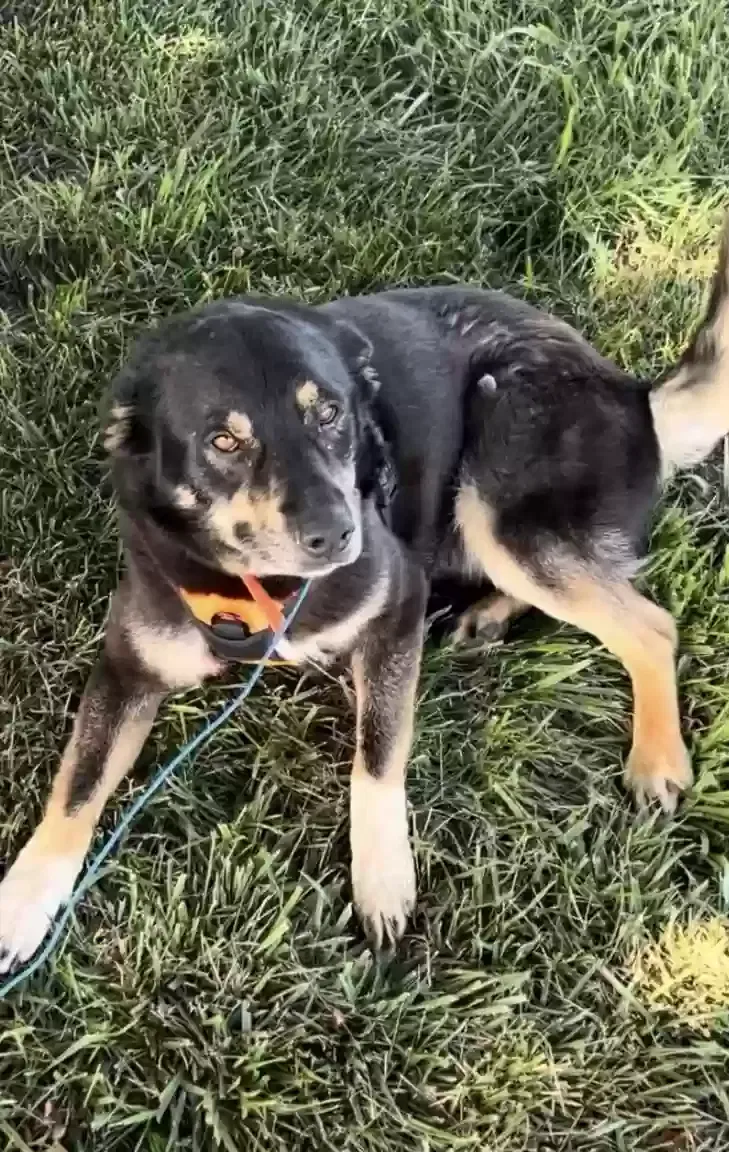 Dog, Heeler Dog for adoption in Pleasant Hill, MO, 64080