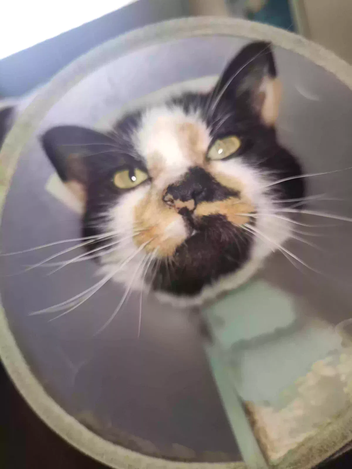 Cat, Unknown Cat for adoption in Lakewood, WA, 98498